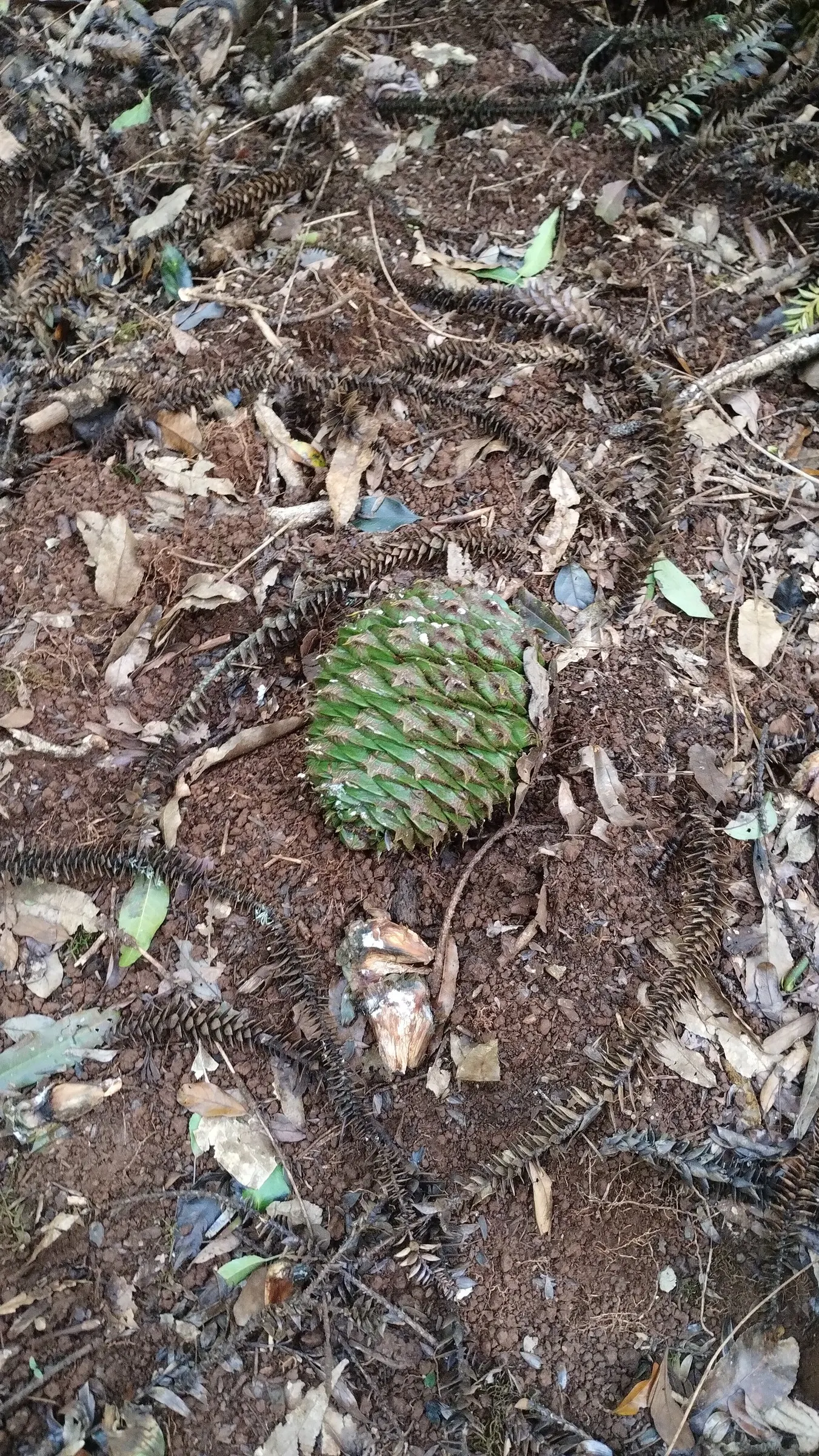 Bunya-Bunya (Araucaria Bidwillii) — Given its size, the Bunya-Bunya is best suited for large spaces, parks, and expansive gardens