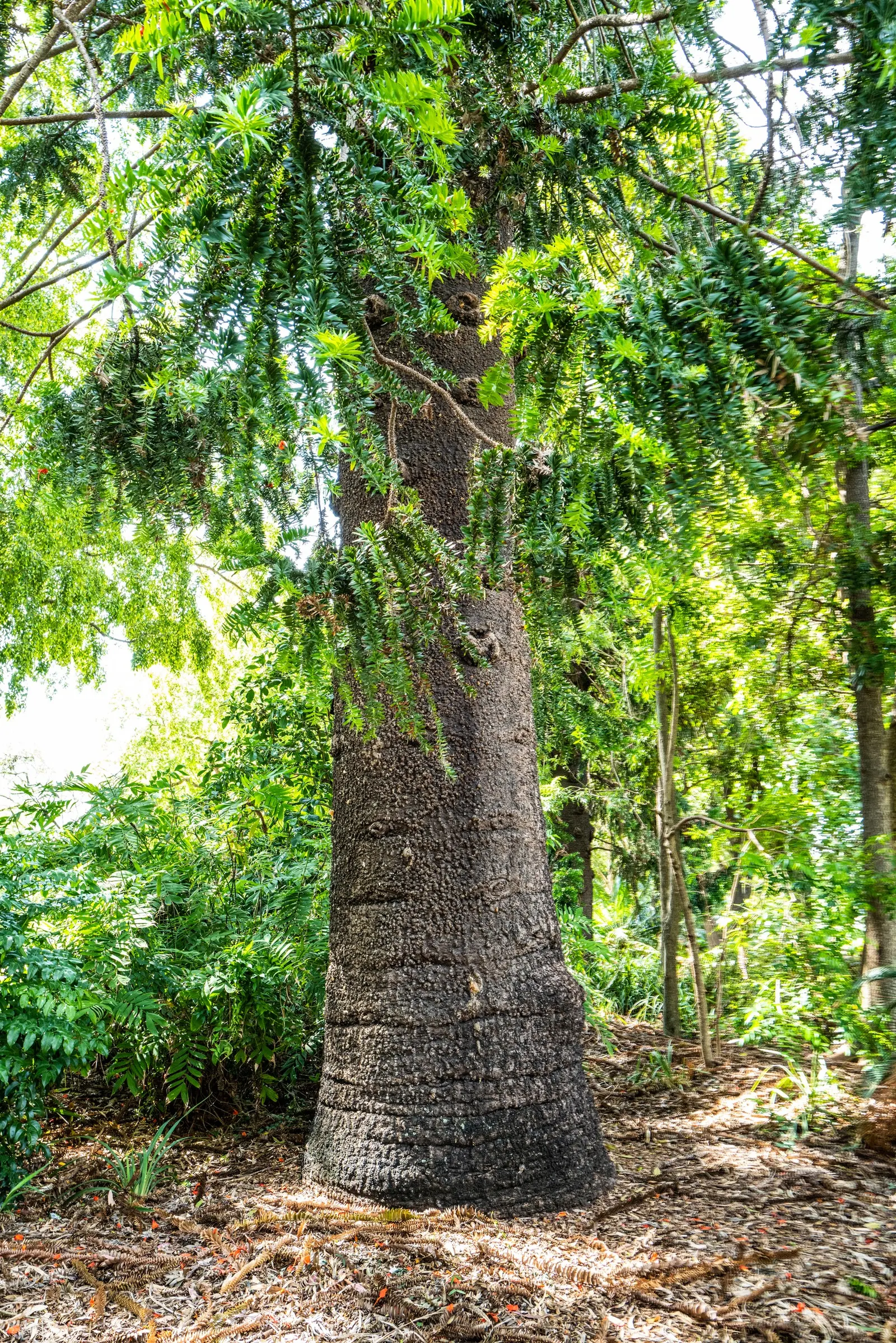 Bunya-Bunya (Araucaria Bidwillii) — with horizontally tiered branches; typically soaring to 100-150 feet with a canopy spread between 25-50 feet, image 55