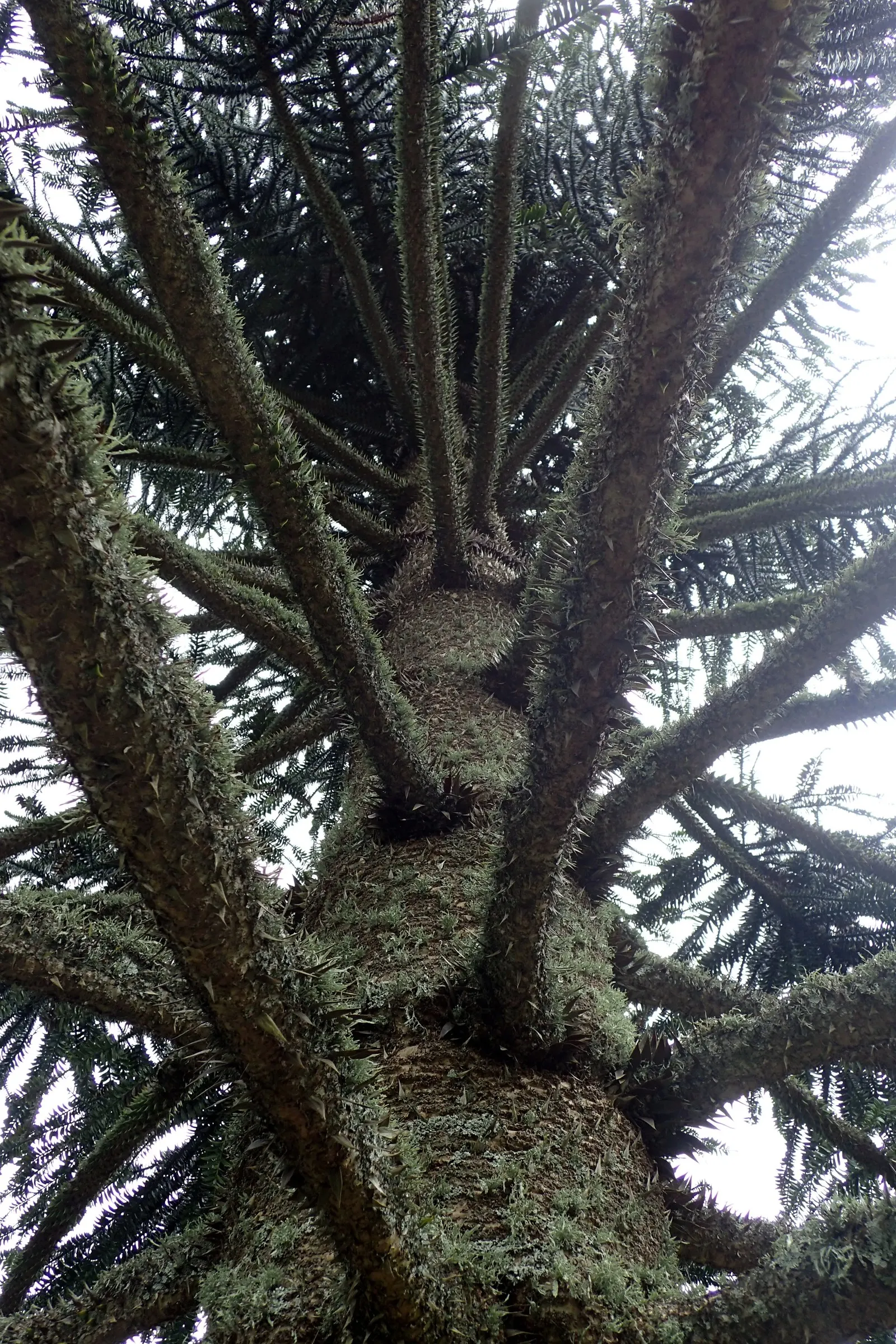 Bunya-Bunya (Araucaria Bidwillii) — typically soaring to 100-150 feet with a canopy spread between 25-50 feet; making it an imposing presence in any landscape