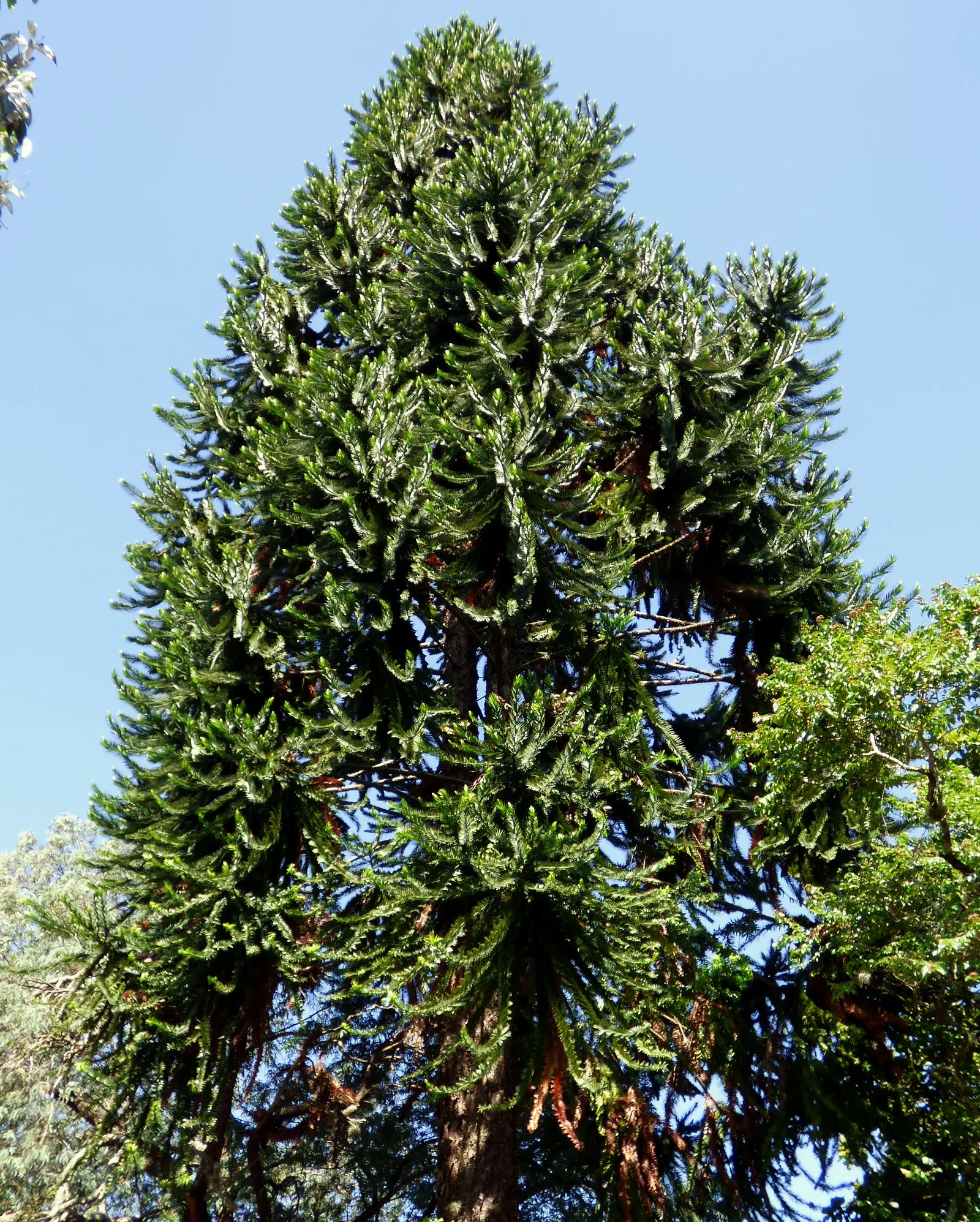 Bunya-Bunya (Araucaria Bidwillii) — thriving for over 180 million years.<br><br>The Bunya-Bunya can reach impressive heights; prefers a sunny, image 51