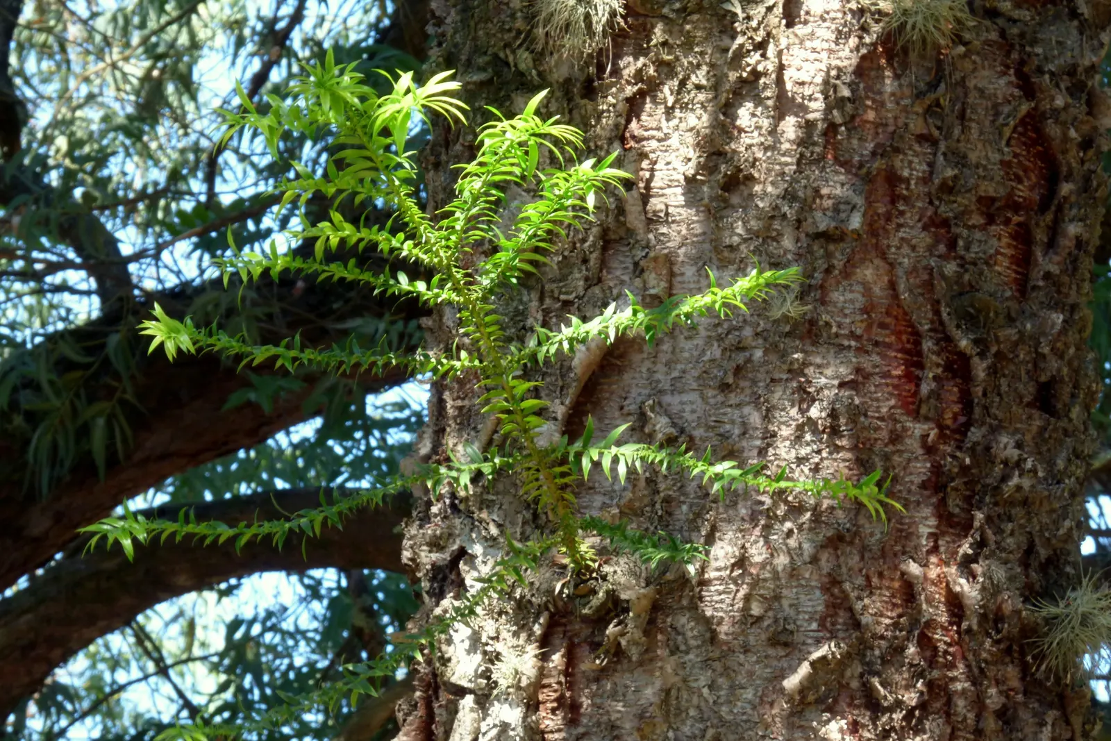 Bunya-Bunya (Araucaria Bidwillii) — with horizontally tiered branches; typically soaring to 100-150 feet with a canopy spread between 25-50 feet