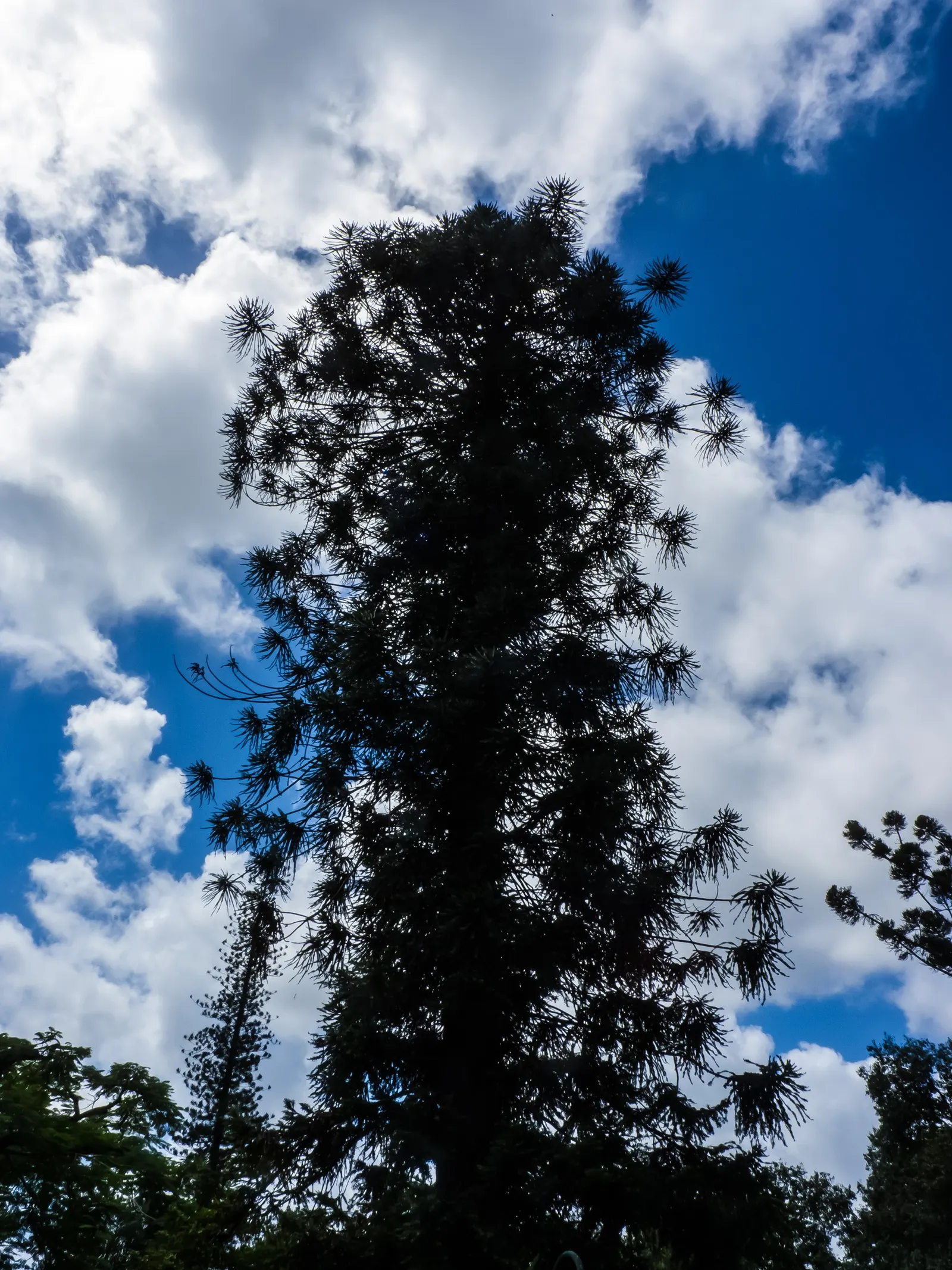 Bunya-Bunya (Araucaria Bidwillii) — ovoid cones that the Bunya-Bunya produces; providing a textural contrast to its surroundings.<br><br>Of particular note are
