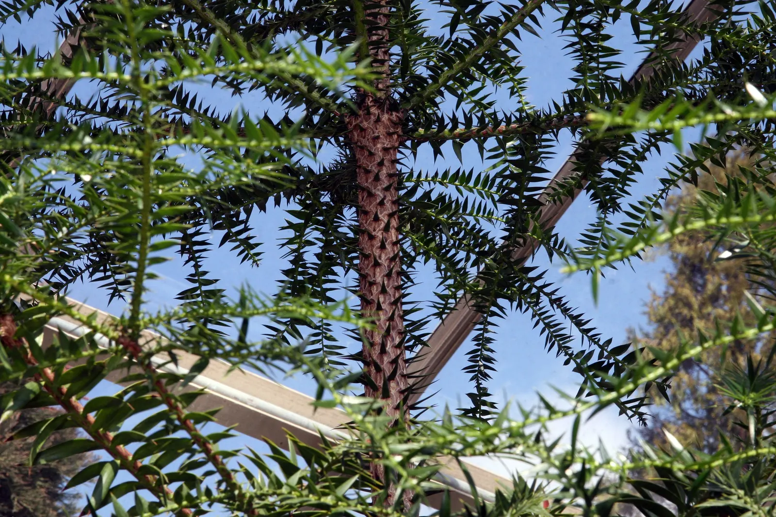 Bunya-Bunya (Araucaria Bidwillii) — making it an imposing presence in any landscape; which can weigh up to 18 pounds