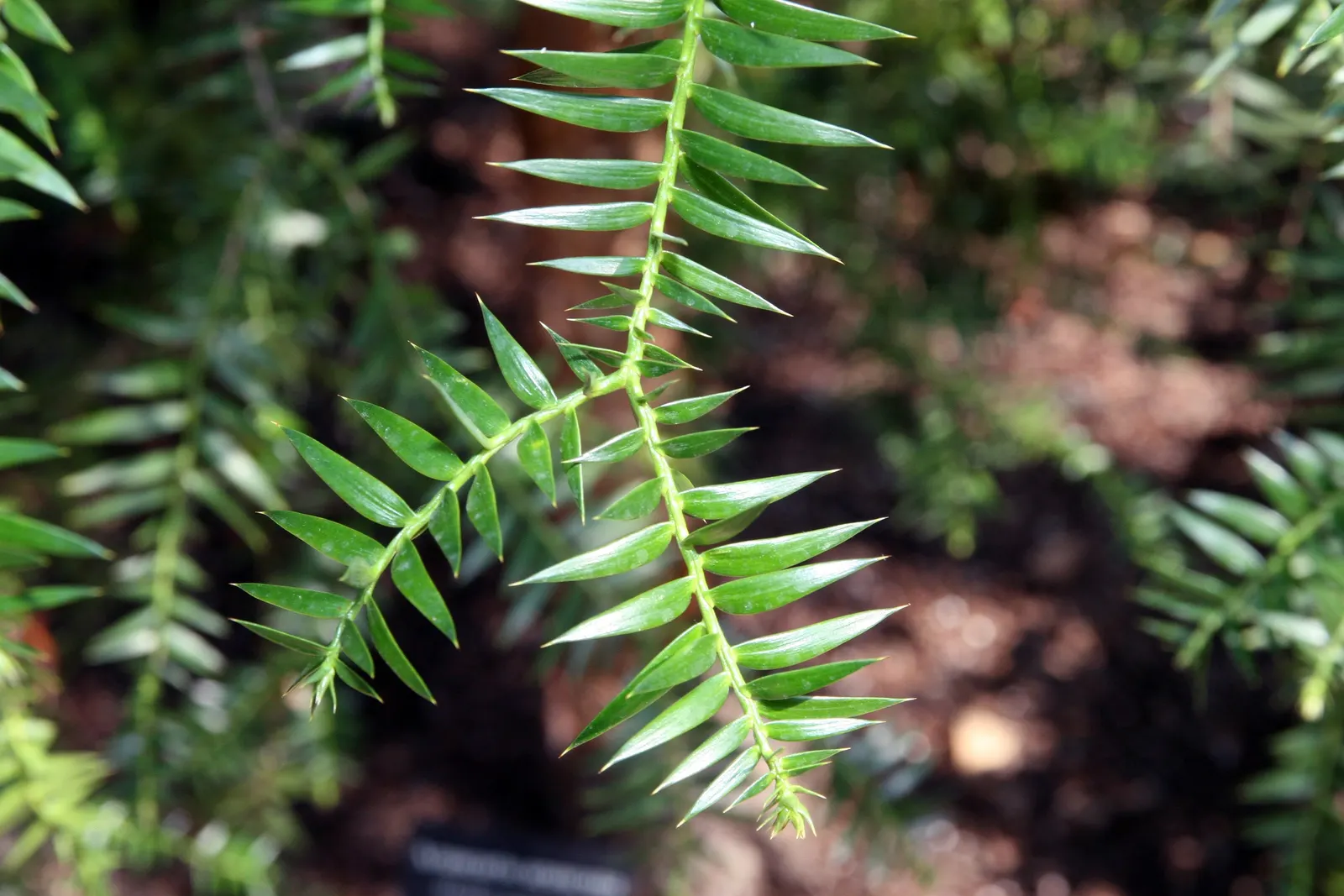 Bunya-Bunya (Araucaria Bidwillii) — thriving for over 180 million years.<br><br>The Bunya-Bunya can reach impressive heights; prefers a sunny, well-drained