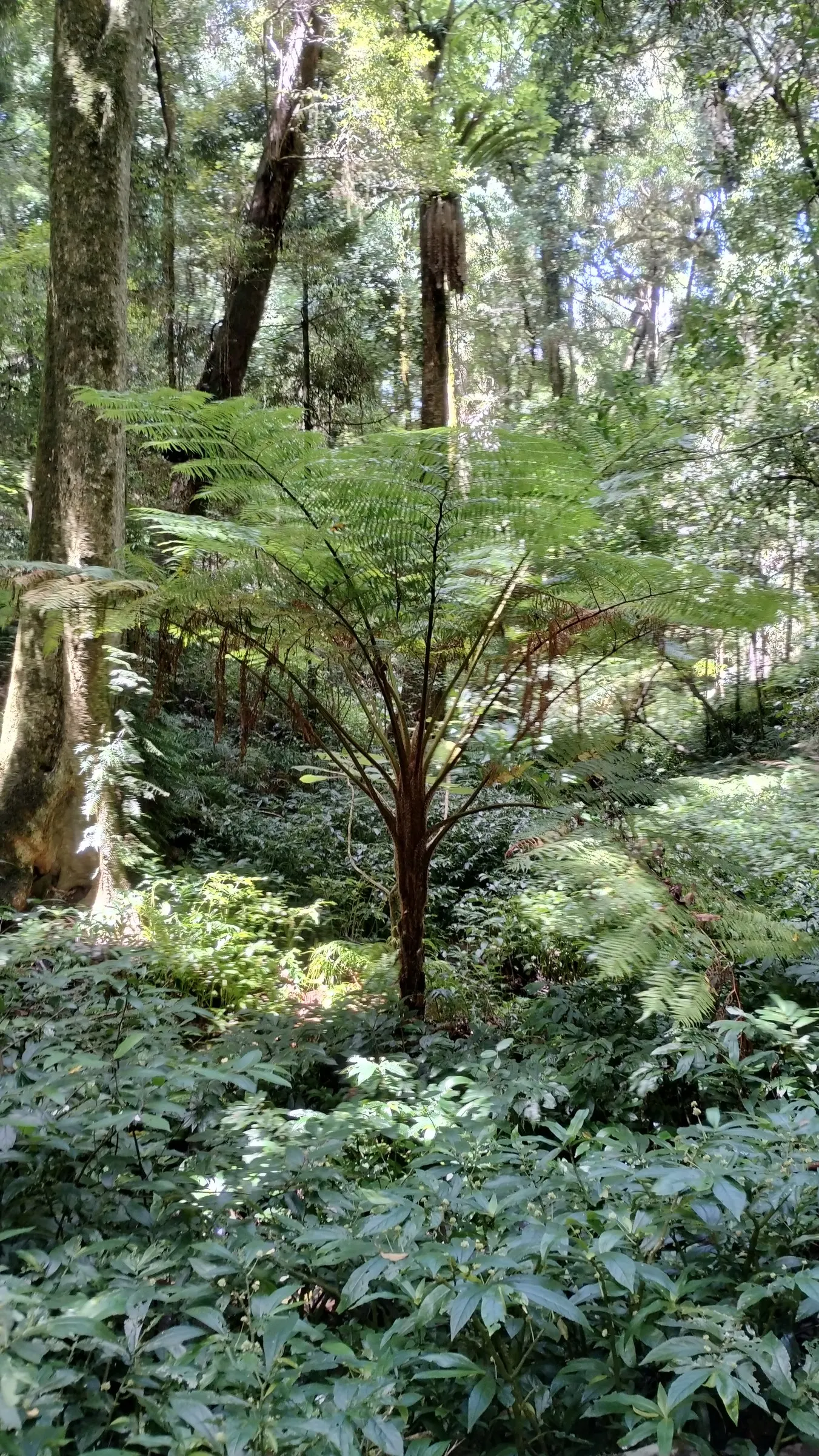 Bunya-Bunya (Araucaria Bidwillii) — typically soaring to 100-150 feet with a canopy spread between 25-50 feet; making it an imposing presence in, image 52