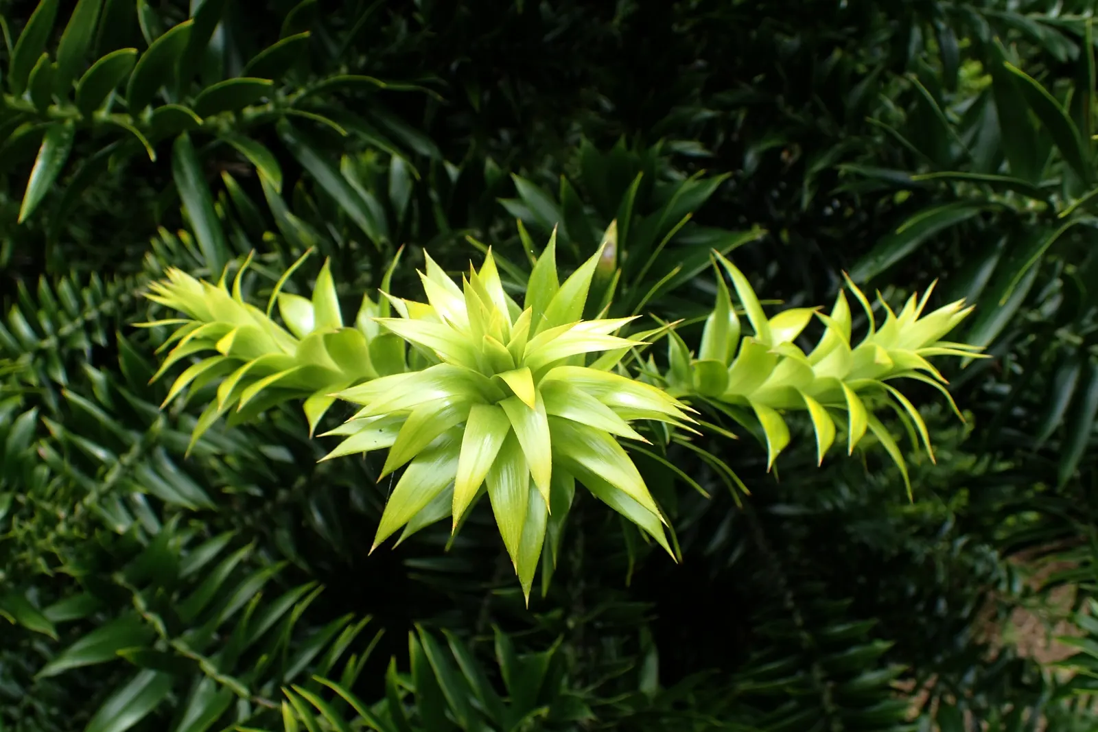 Bunya-Bunya (Araucaria Bidwillii) — is a distinctive evergreen conifer native to southeastern Queensland; these cones contain edible seeds that are a part of