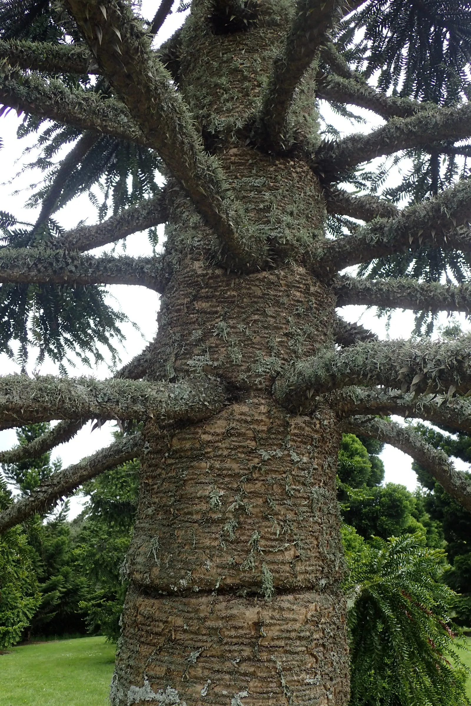 Bunya-Bunya (Araucaria Bidwillii) — Space widely to accommodate its impressive scale in large landscapes; notable are its large, 10-15-pound cones