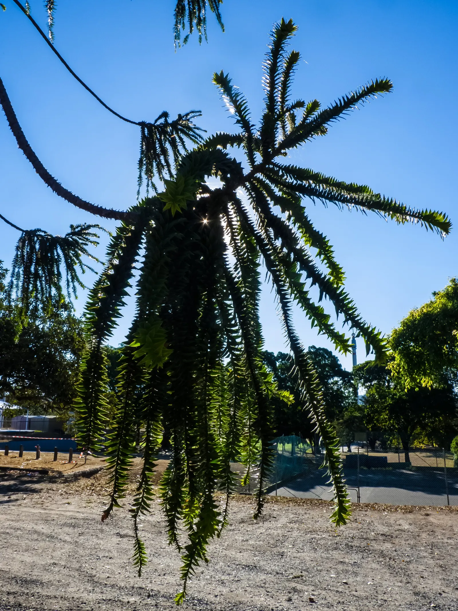 Bunya-Bunya (Araucaria Bidwillii) — is a prominent feature that exudes a prehistoric charm; ovoid cones that the Bunya-Bunya produces
