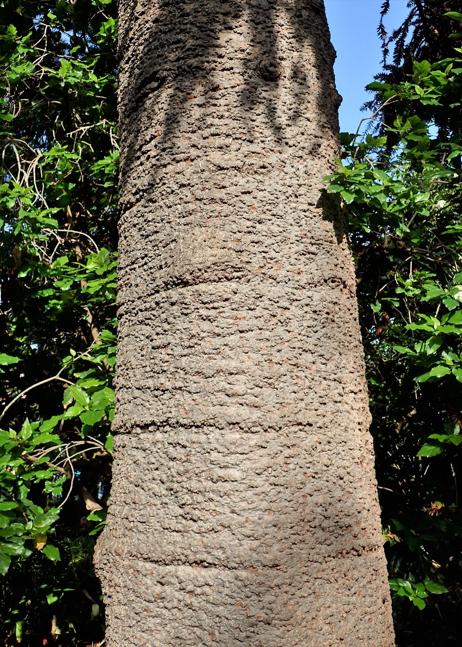 Bunya-Bunya (Araucaria Bidwillii) — The conical shape of the tree; hailing from Australia, this coniferous tree boasts a unique, dome-like crown, image 54