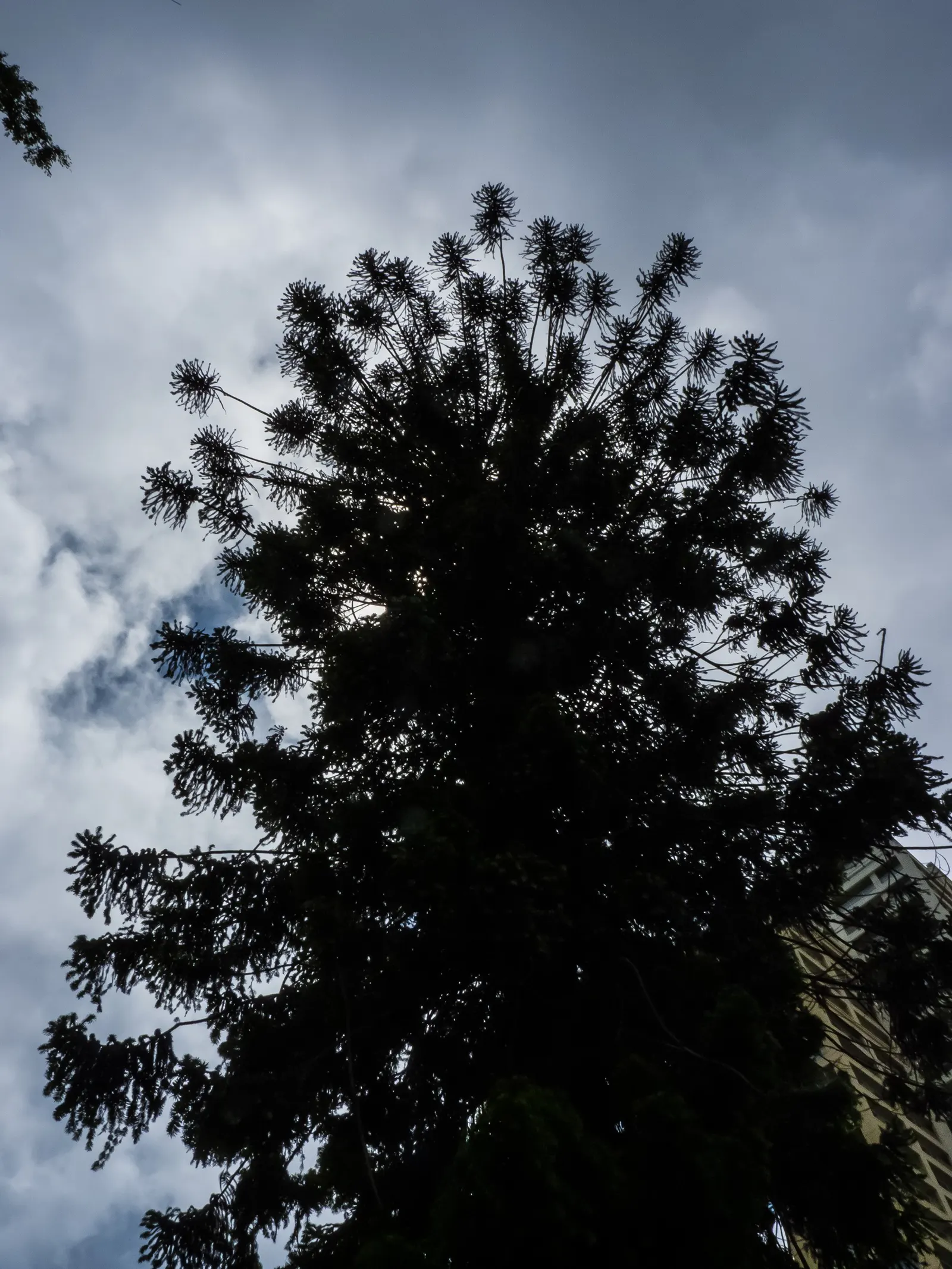 Bunya-Bunya (Araucaria Bidwillii) — providing a textural contrast to its surroundings.<br><br>Of particular note are the massive; thriving for over 180 million