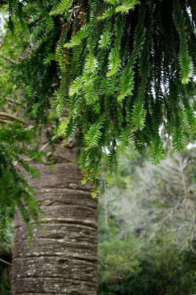 Bunya-Bunya (Araucaria Bidwillii) — The bark is rough and scaly; conifer / tree for full, image 57