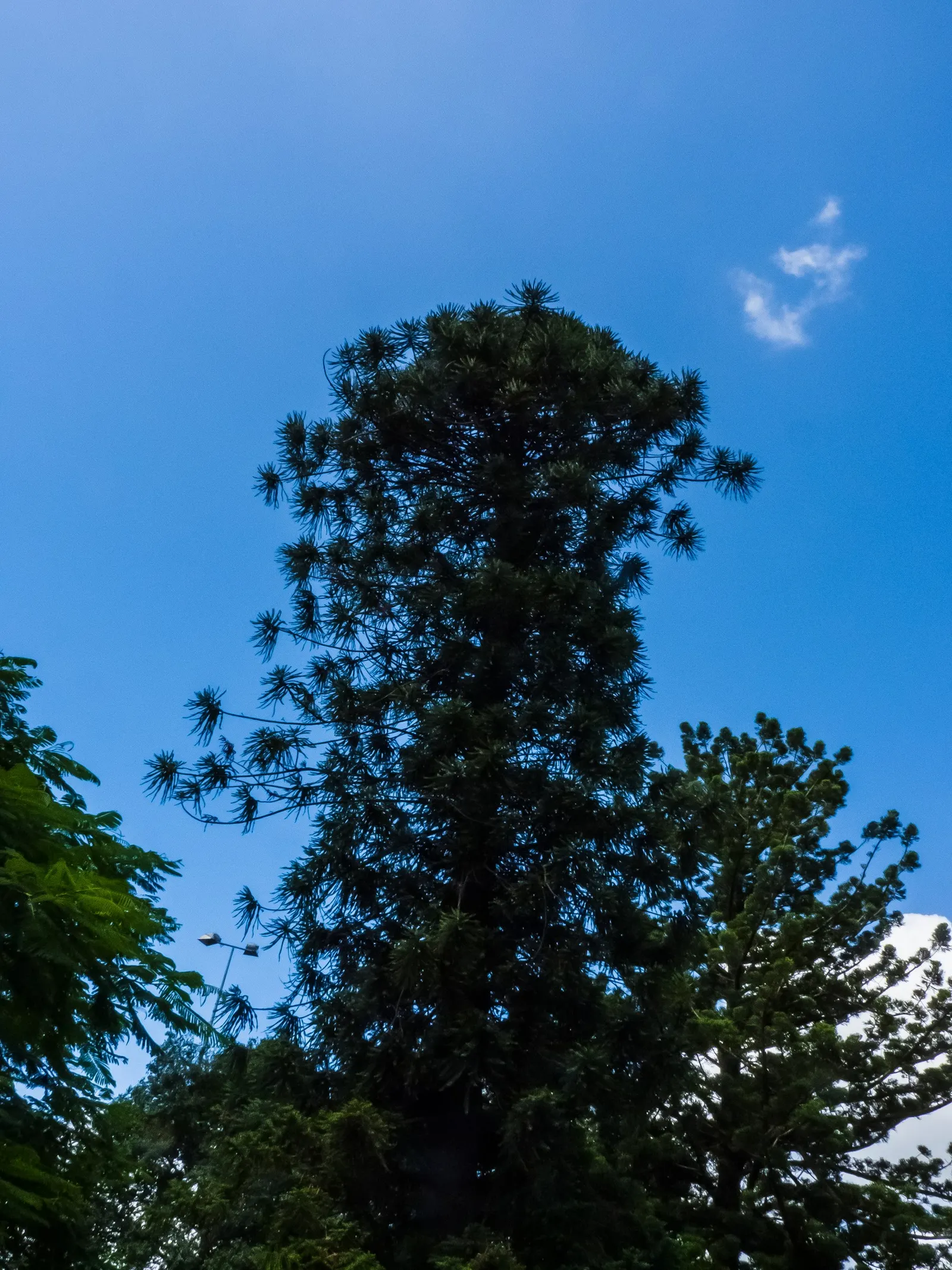 Bunya-Bunya (Araucaria Bidwillii) — Notable are its large, 10-15-pound cones; it is also relatively cold-hardy for a subtropical plant