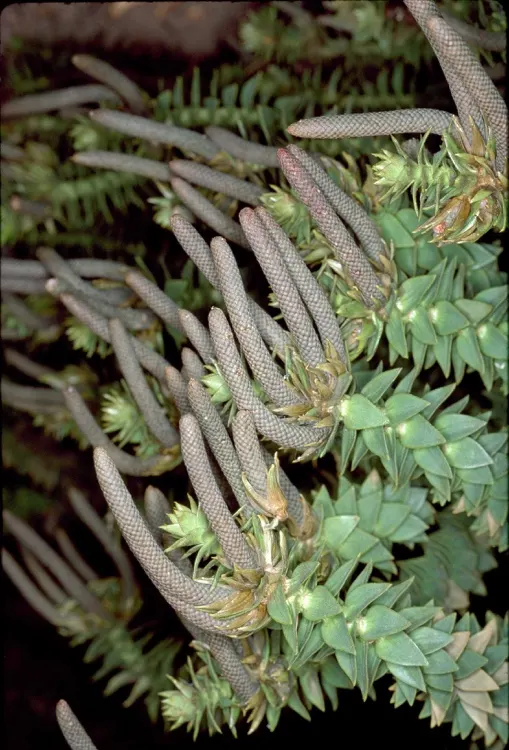 Bunya-Bunya (Araucaria Bidwillii) — thriving for over 180 million years.<br><br>The Bunya-Bunya can reach impressive heights