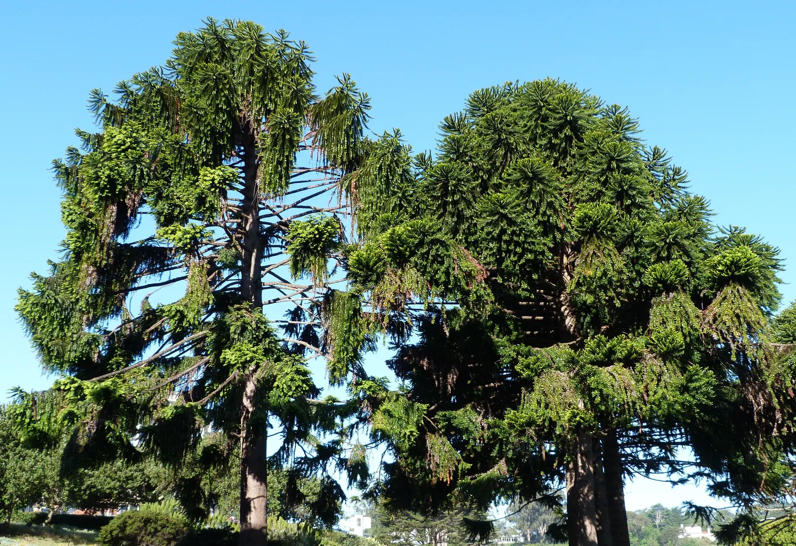 Bunya-Bunya (Araucaria Bidwillii) — with horizontally tiered branches