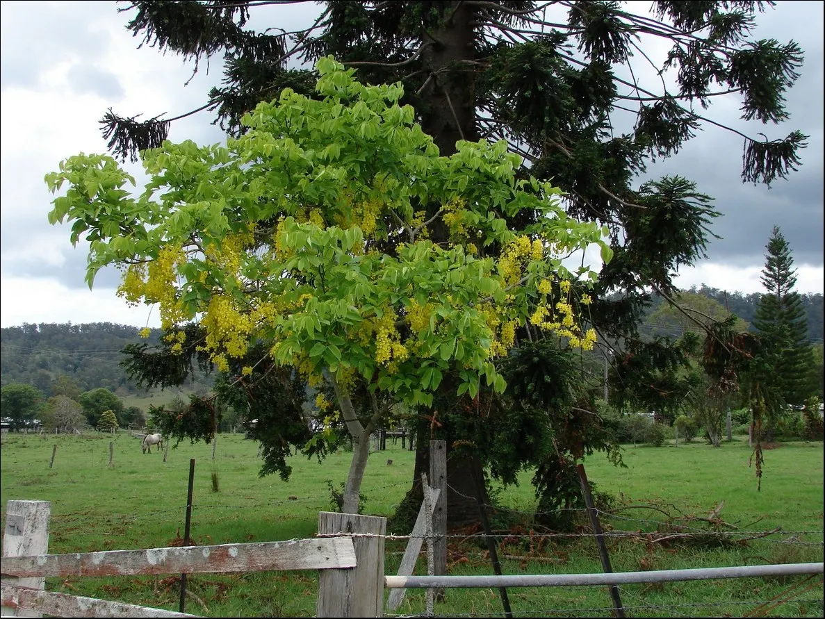 Bunya-Bunya (Araucaria Bidwillii) — It is also relatively cold-hardy for a subtropical plant; the bark is rough and scaly