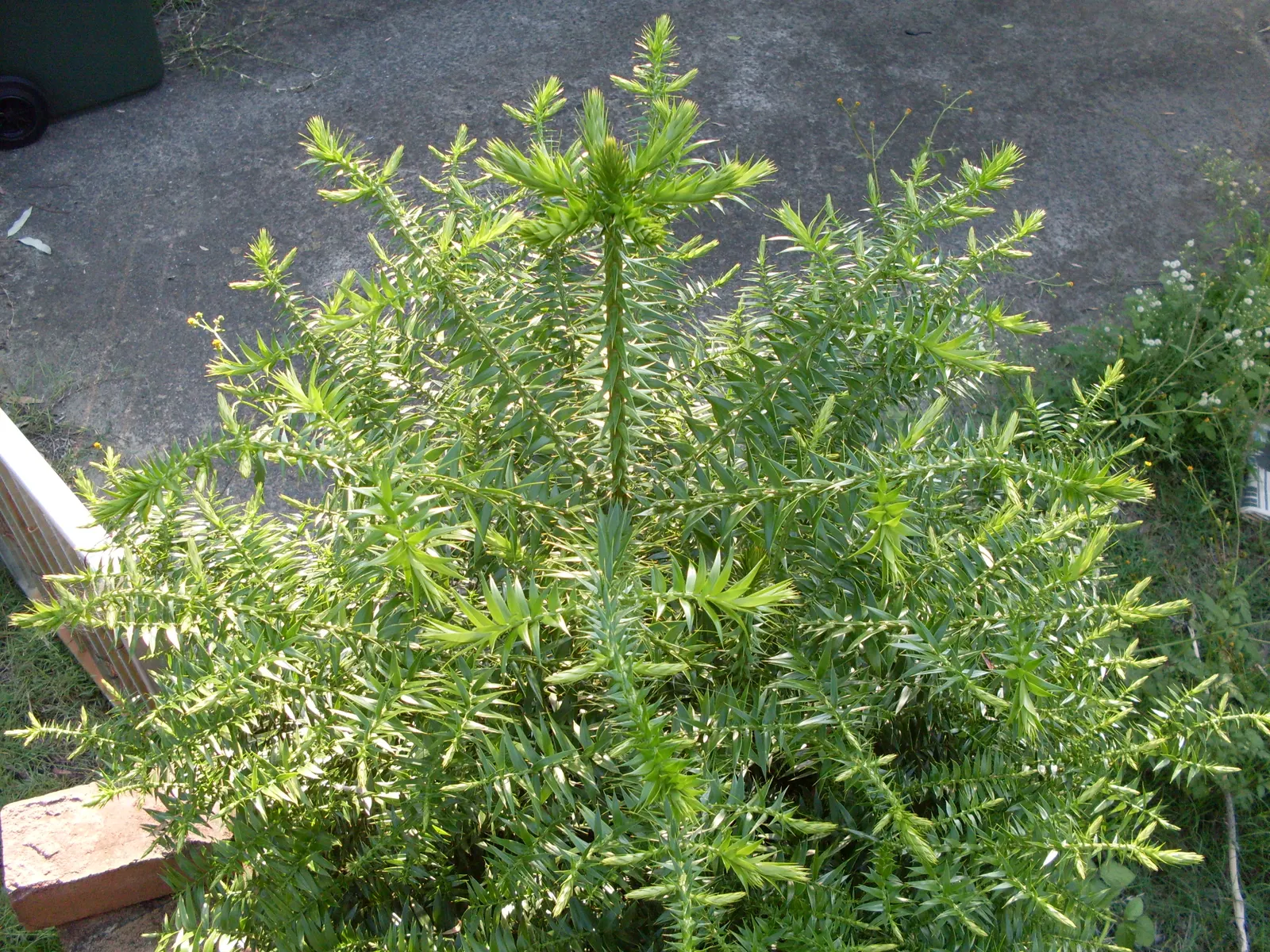 Bunya-Bunya (Araucaria Bidwillii) — which can weigh up to 18 pounds; given its size, the Bunya-Bunya is best suited for large spaces, parks, and expansive