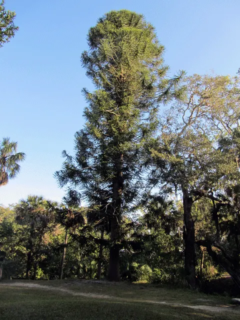 Bunya-Bunya (Araucaria Bidwillii) — is a distinctive evergreen conifer native to southeastern Queensland