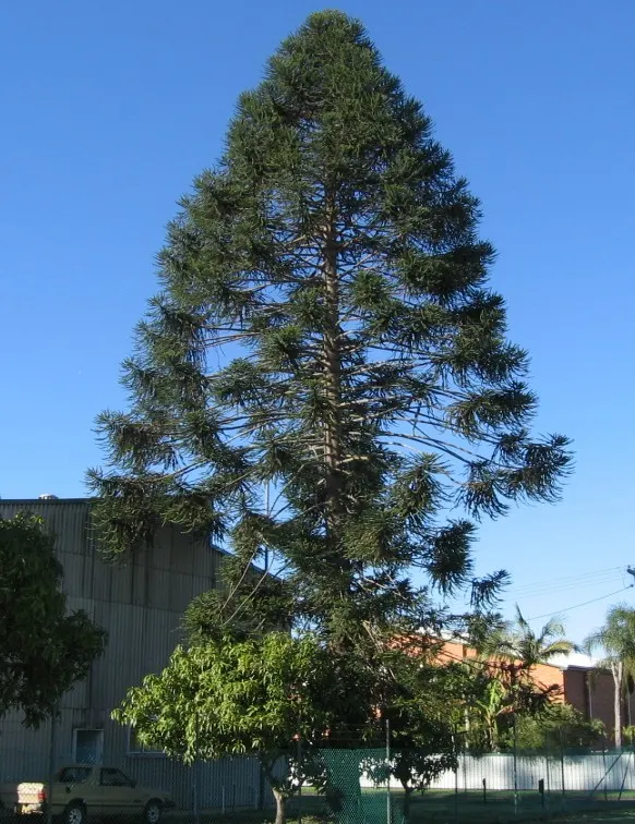 Bunya-Bunya (Araucaria Bidwillii) — These cones contain edible seeds that are a part of Aboriginal cultural traditions; is a distinctive evergreen conifer