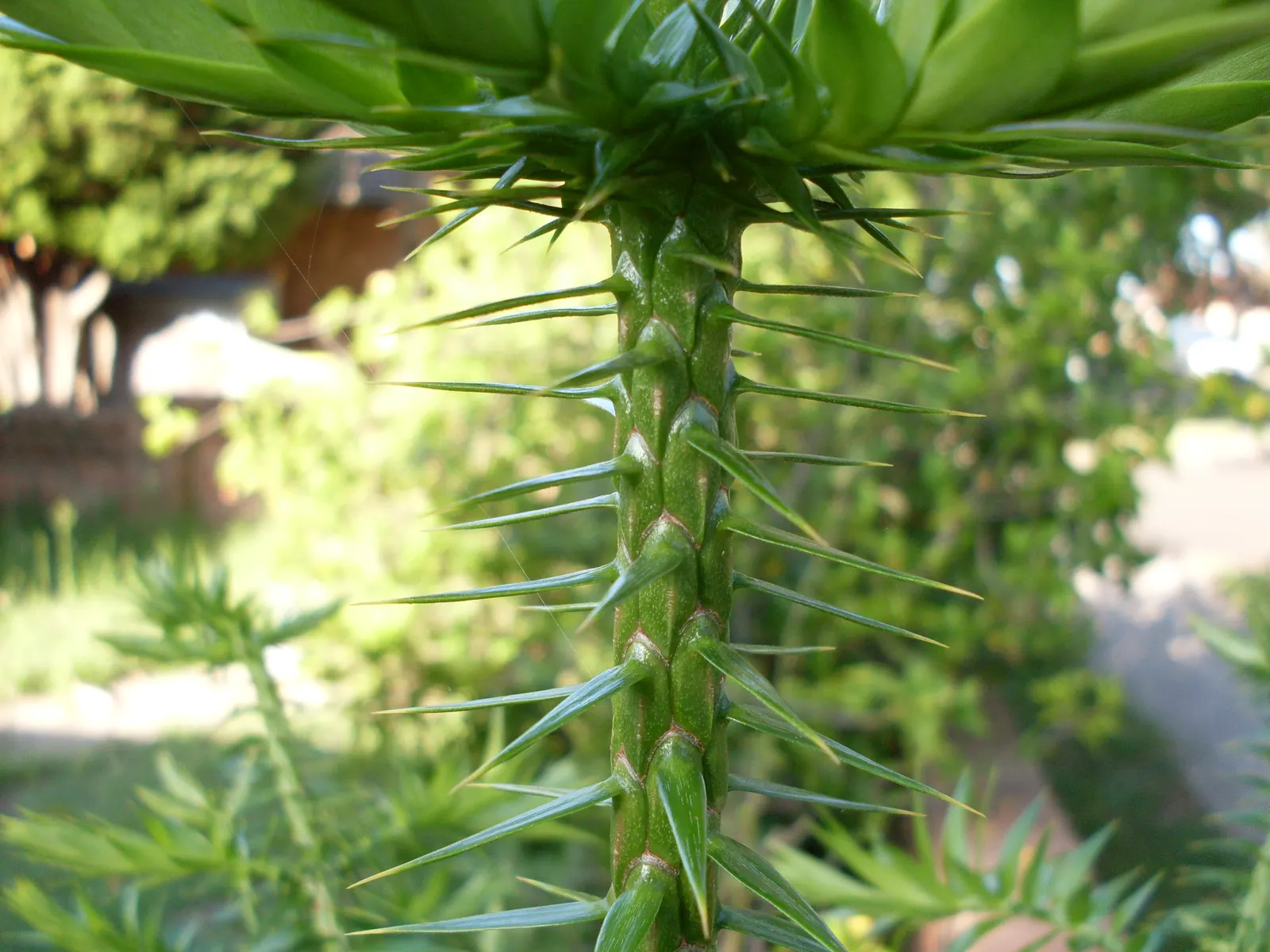 Bunya-Bunya (Araucaria Bidwillii) — typically soaring to 100-150 feet with a canopy spread between 25-50 feet