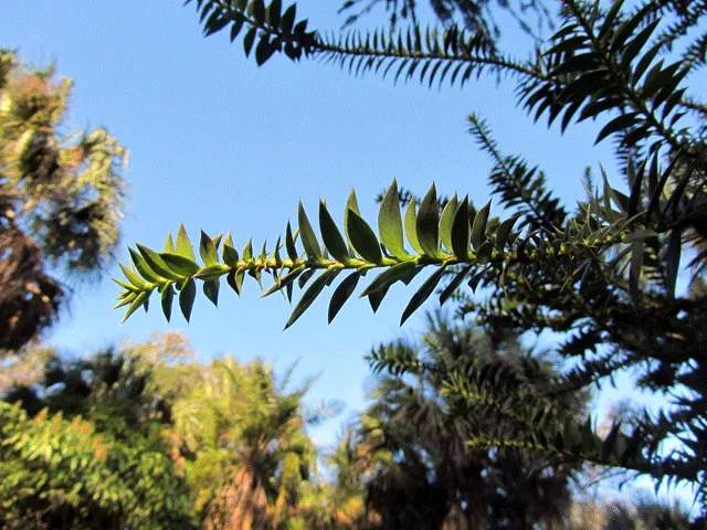 Bunya-Bunya (Araucaria Bidwillii) — It is also relatively cold-hardy for a subtropical plant