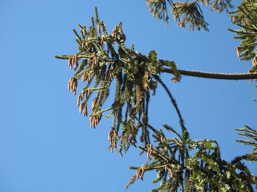 Bunya-Bunya (Araucaria Bidwillii) — The conical shape of the tree