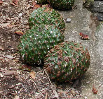Bunya-Bunya (Araucaria Bidwillii) — though young trees may require some frost protection