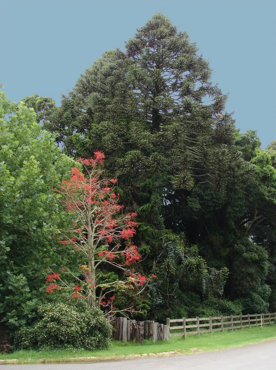 Bunya-Bunya (Araucaria Bidwillii) — These cones contain edible seeds that are a part of Aboriginal cultural traditions