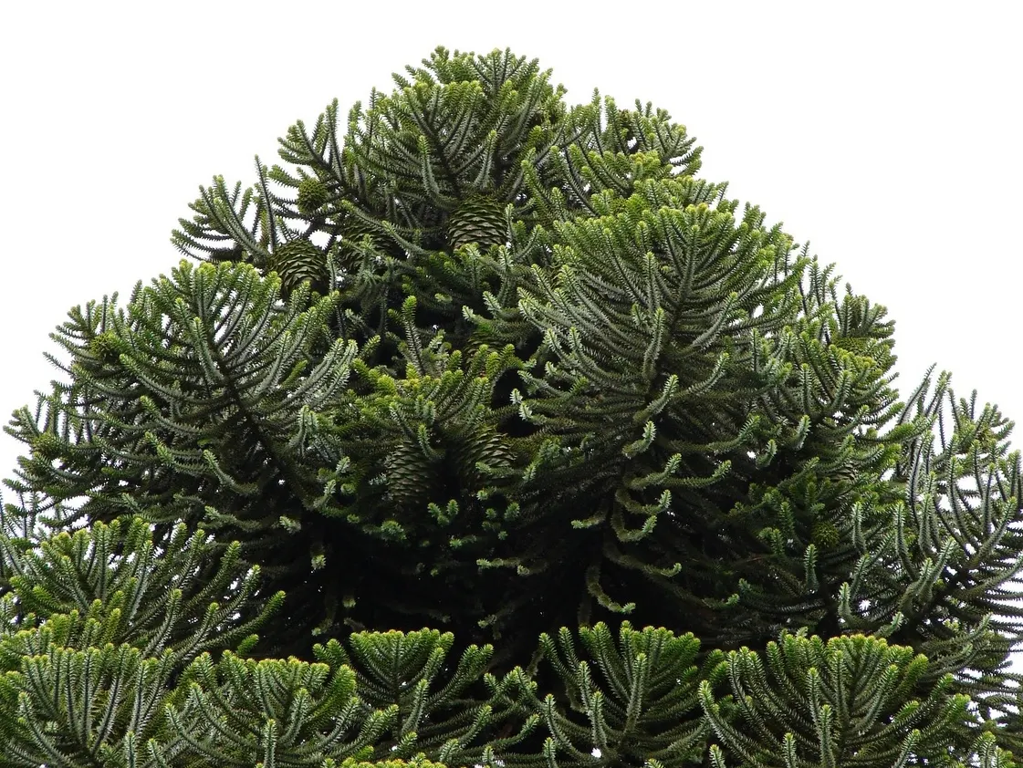 Bunya-Bunya (Araucaria Bidwillii) — which can weigh up to 18 pounds