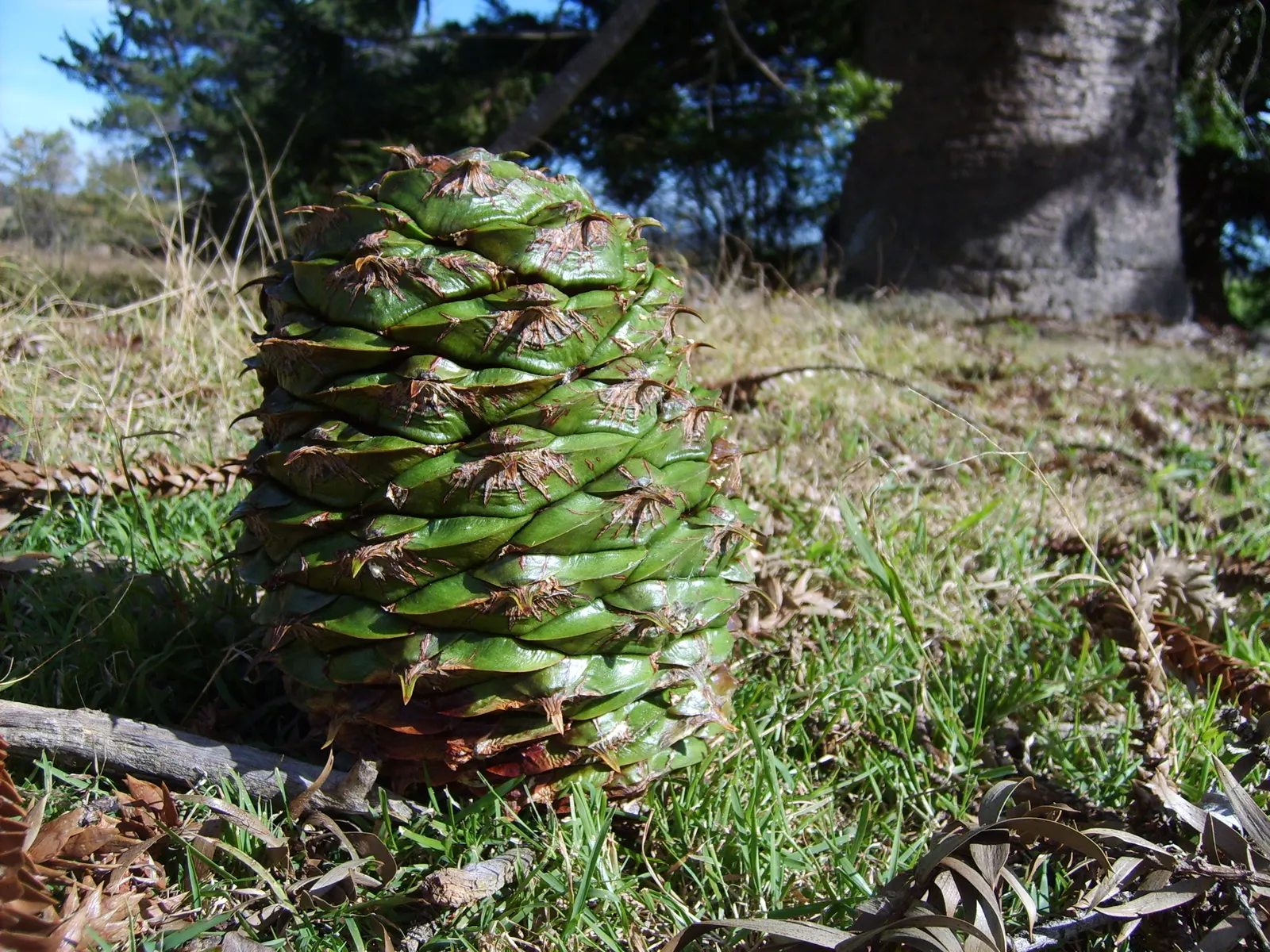 Bunya-Bunya (Araucaria Bidwillii) — making it an imposing presence in any landscape