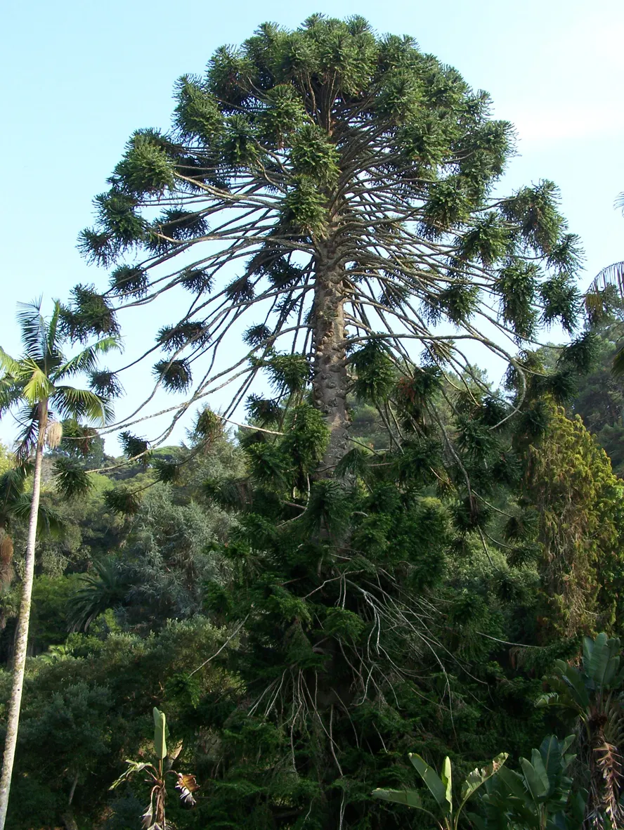Bunya-Bunya (Araucaria Bidwillii) — Prefers a sunny, well-drained spot, and is hardy in USDA zones 10-11; with horizontally tiered branches
