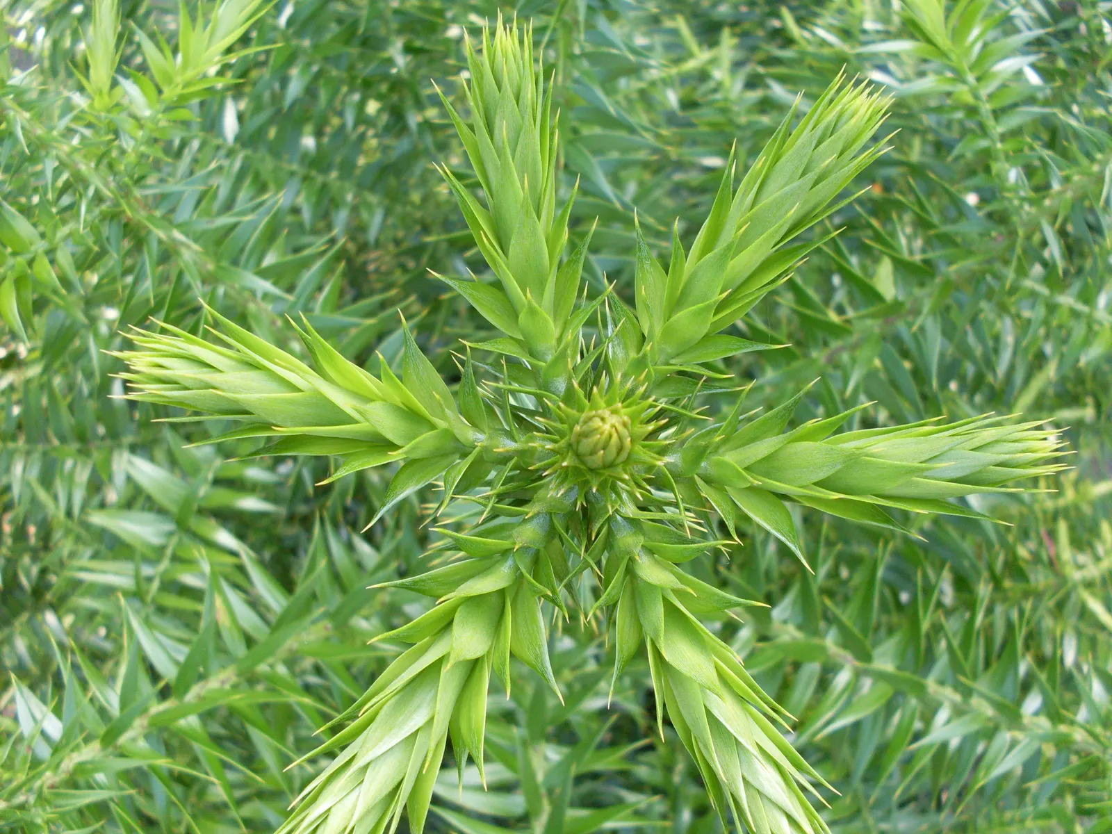 Bunya-Bunya (Araucaria Bidwillii) — withstanding temperatures down to about 20 degrees Fahrenheit