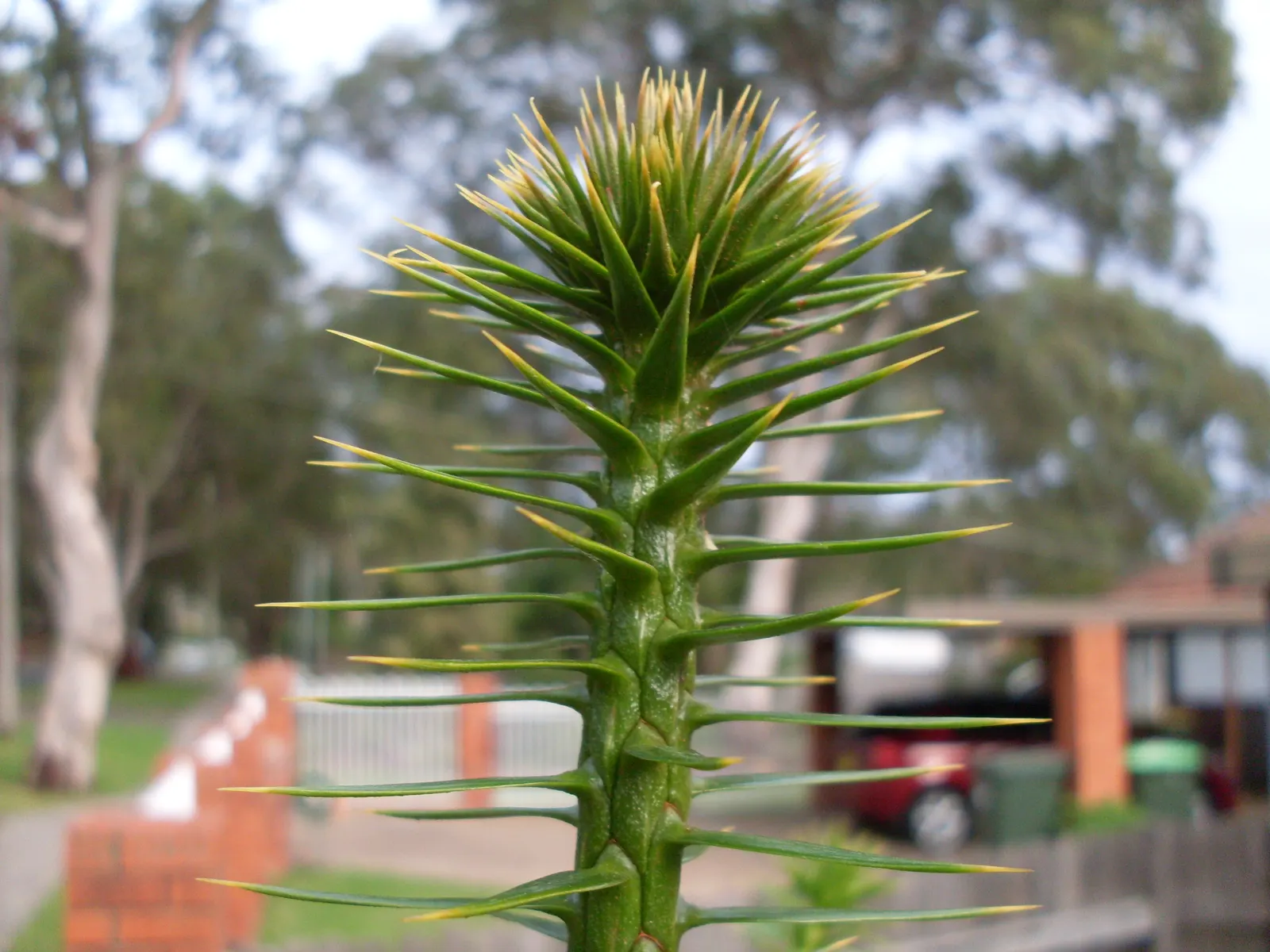 Bunya-Bunya (Araucaria Bidwillii) — is a prominent feature that exudes a prehistoric charm