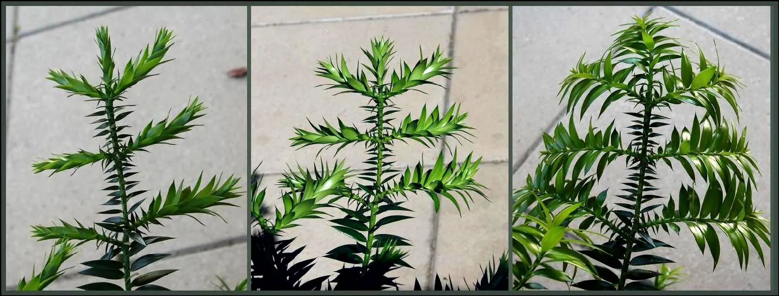 Bunya-Bunya (Araucaria Bidwillii) — Hailing from Australia, this coniferous tree boasts a unique, dome-like crown and sharp, stiff leaves