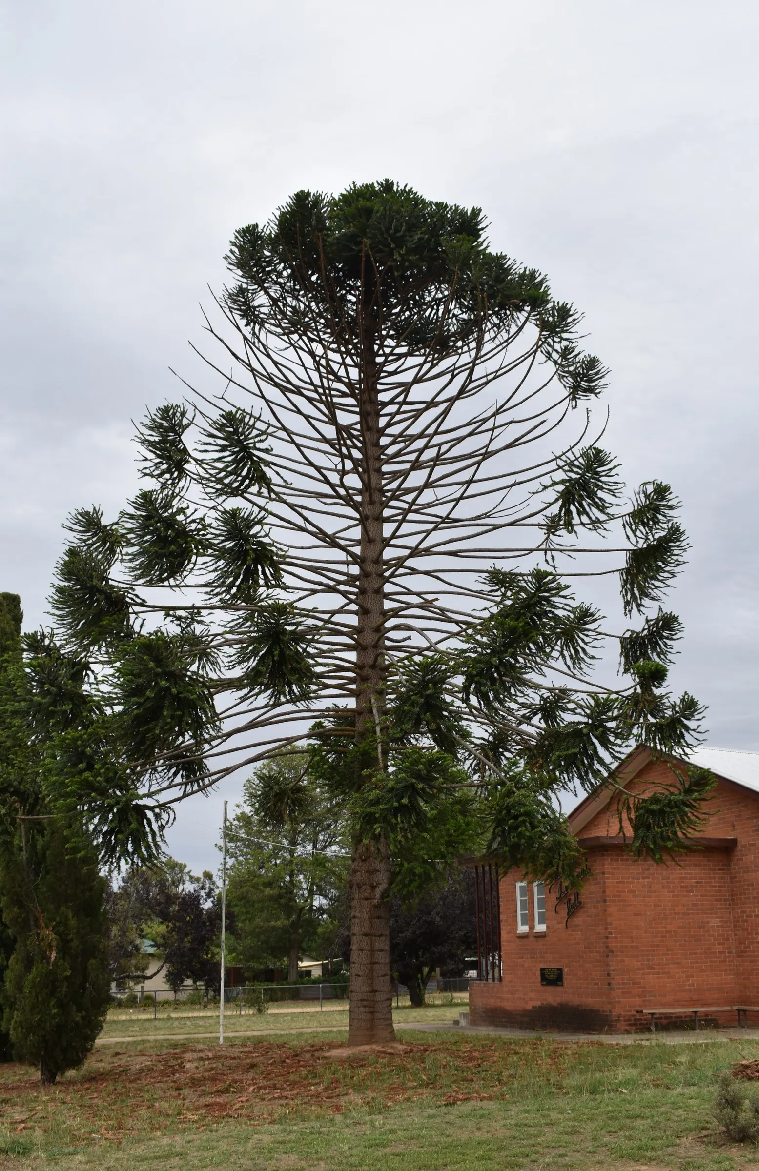 Bunya-Bunya (Araucaria Bidwillii) — Notable are its large, 10-15-pound cones