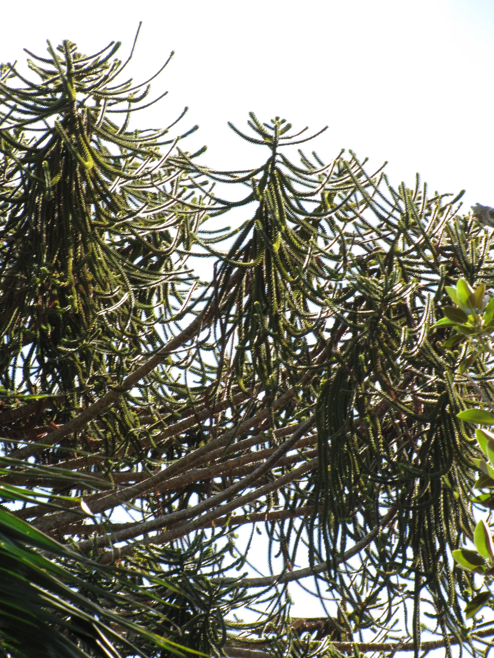 Bunya-Bunya (Araucaria Bidwillii) — scientifically known as Araucaria bidwillii