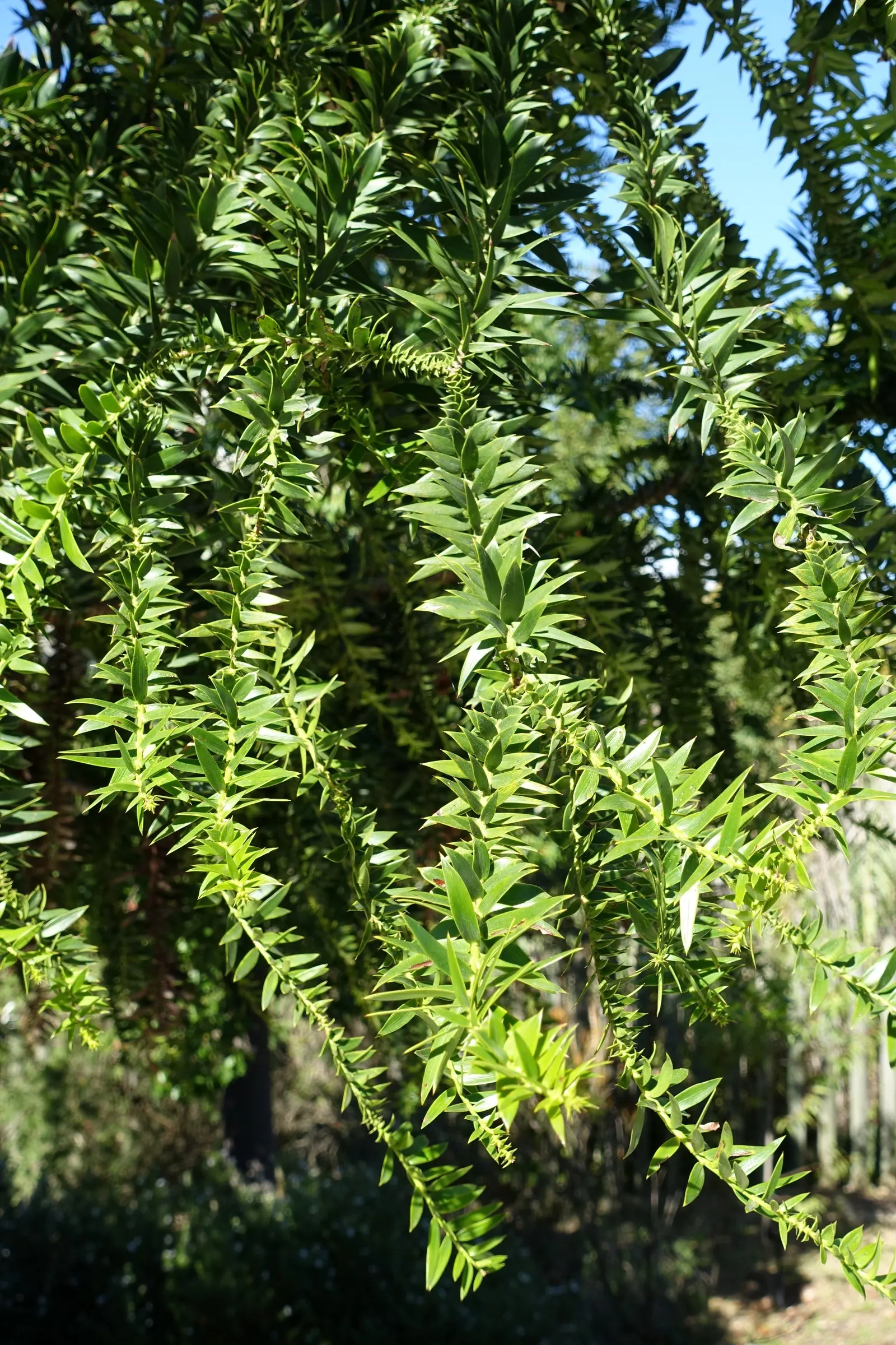 Bunya-Bunya (Araucaria Bidwillii) — Hailing from Australia, this coniferous tree boasts a unique, dome-like crown and sharp, stiff leaves; space, image 45