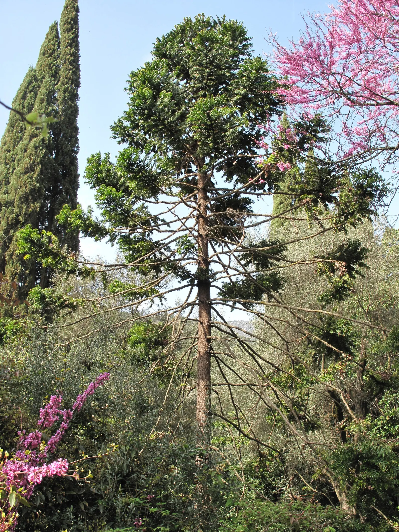 Bunya-Bunya (Araucaria Bidwillii) — conifer / tree for full