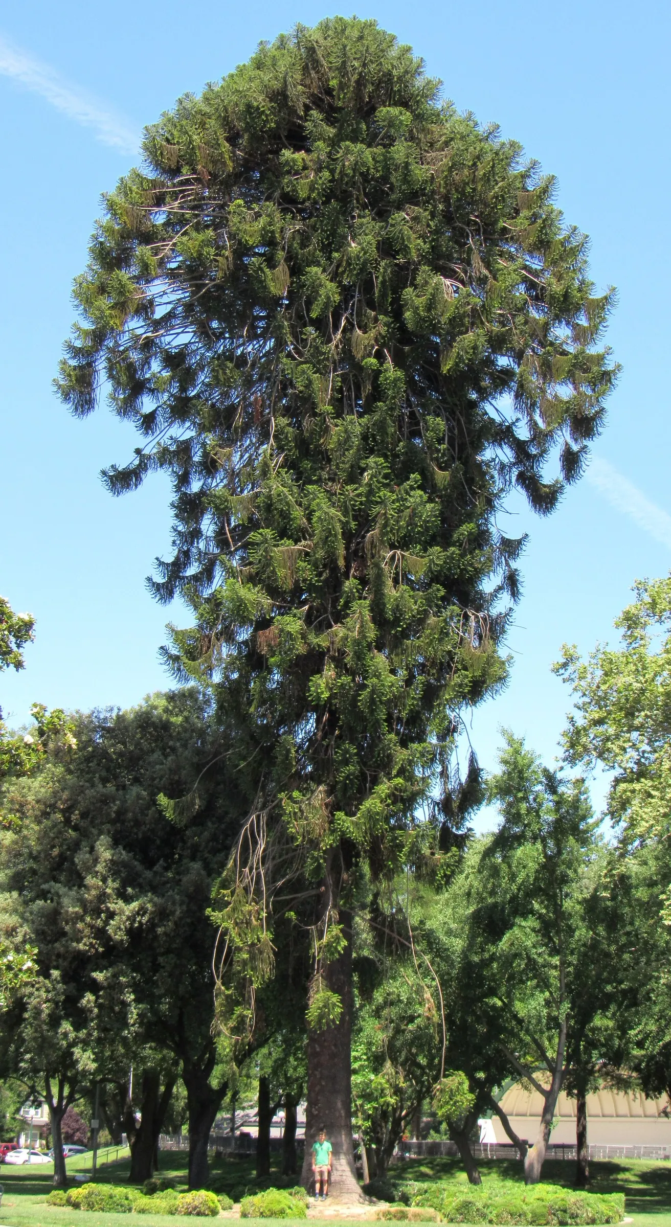 Bunya-Bunya (Araucaria Bidwillii) — providing a textural contrast to its surroundings.<br><br>Of particular note are the massive