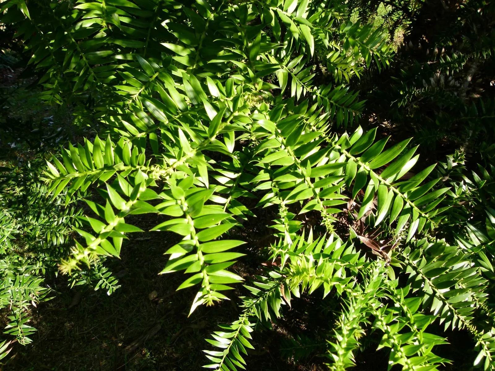 Bunya-Bunya (Araucaria Bidwillii) — The bark is rough and scaly