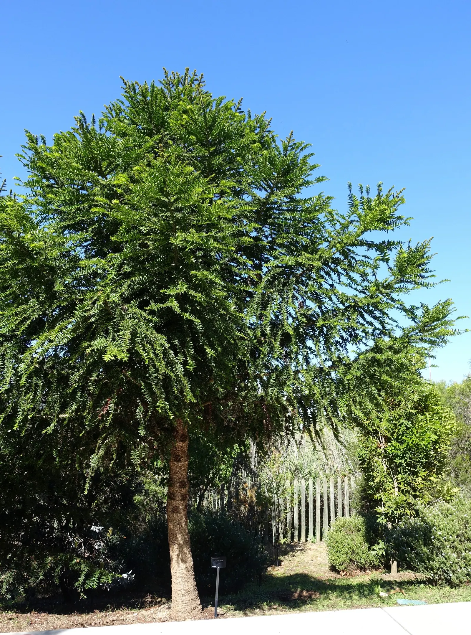 Bunya-Bunya (Araucaria Bidwillii) — Hailing from Australia, this coniferous tree boasts a unique, dome-like crown and sharp, stiff leaves; space widely to