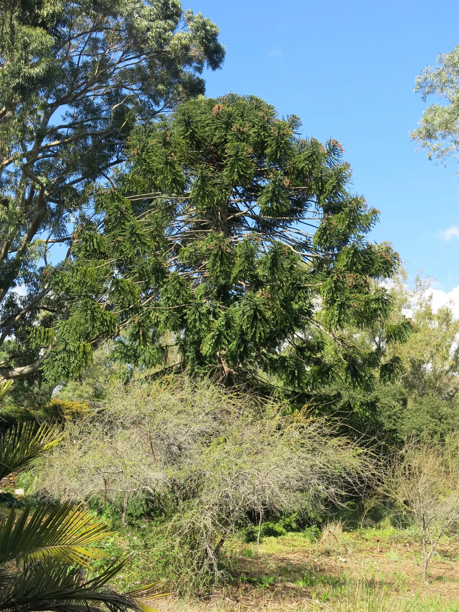 Bunya-Bunya (Araucaria Bidwillii) — scientifically known as Araucaria bidwillii; the conical shape of the tree