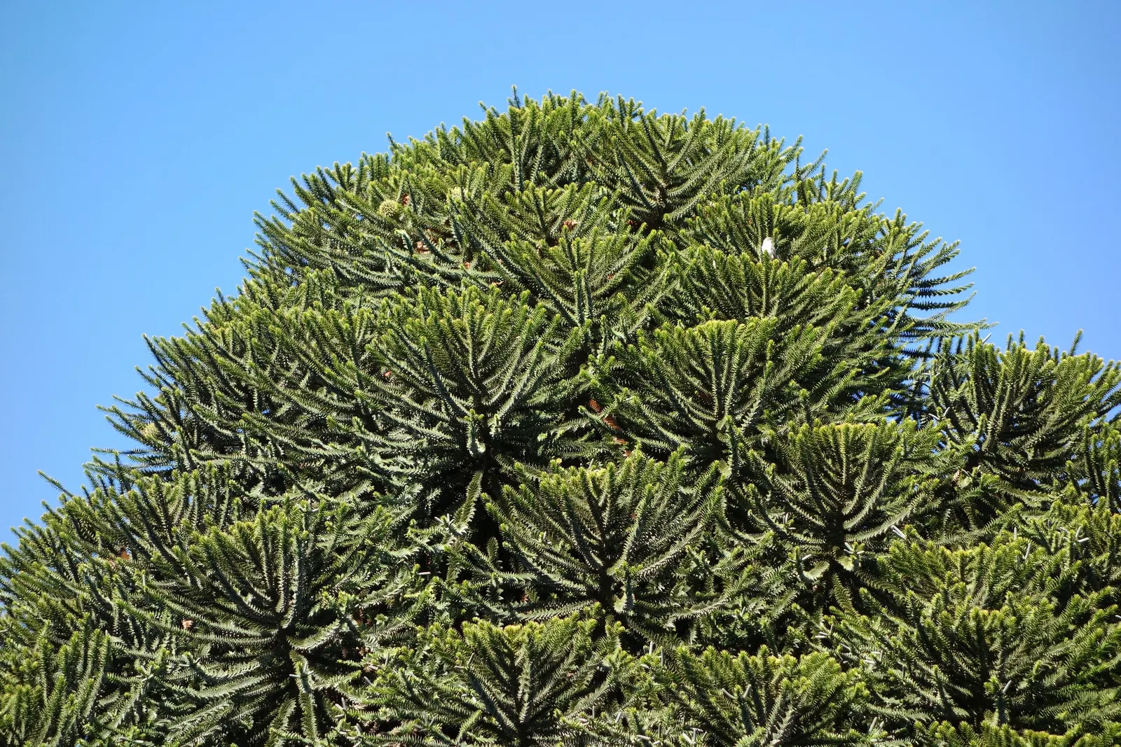 Bunya-Bunya (Araucaria Bidwillii) — Prefers a sunny, well-drained spot, and is hardy in USDA zones 10-11; with horizontally tiered branches, image 46