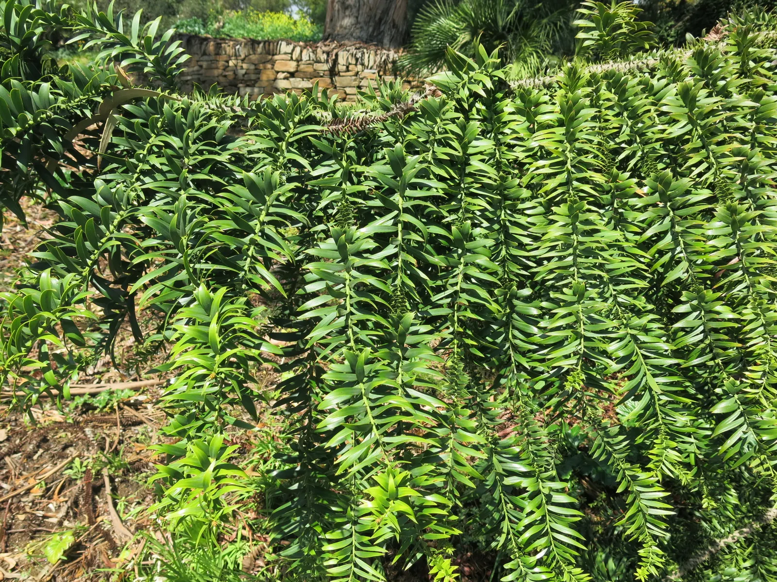 Bunya-Bunya (Araucaria Bidwillii) — Space widely to accommodate its impressive scale in large landscapes