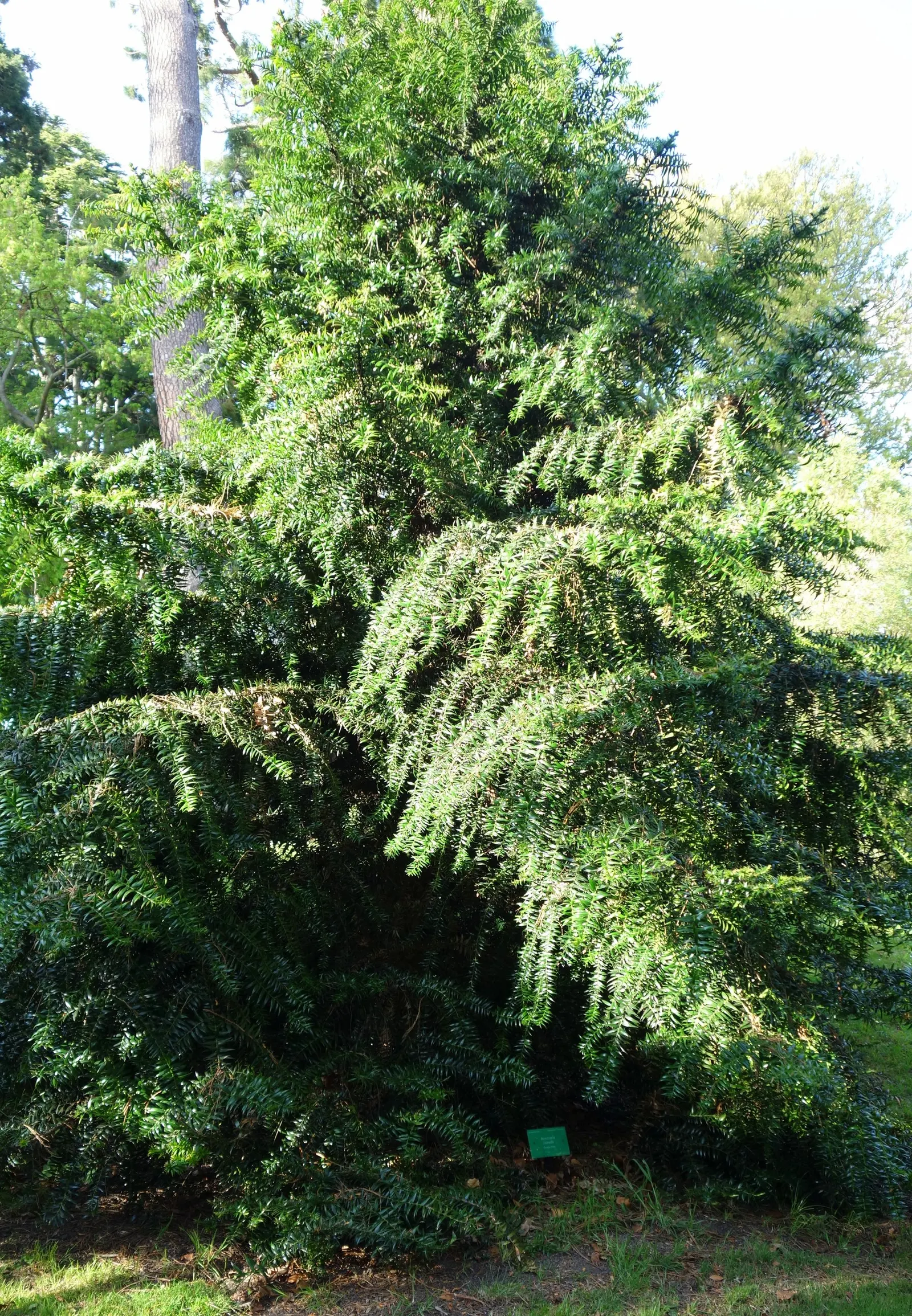 Bunya-Bunya (Araucaria Bidwillii) — conifer / tree for full; withstanding temperatures down to about 20 degrees Fahrenheit