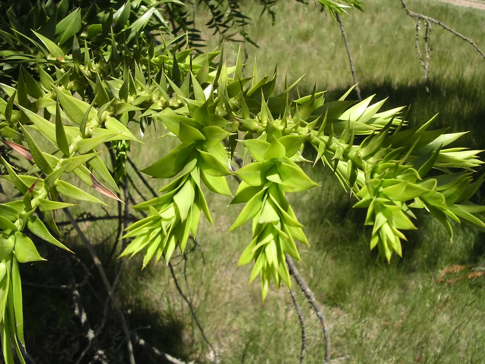 Bunya-Bunya (Araucaria Bidwillii) — ovoid cones that the Bunya-Bunya produces