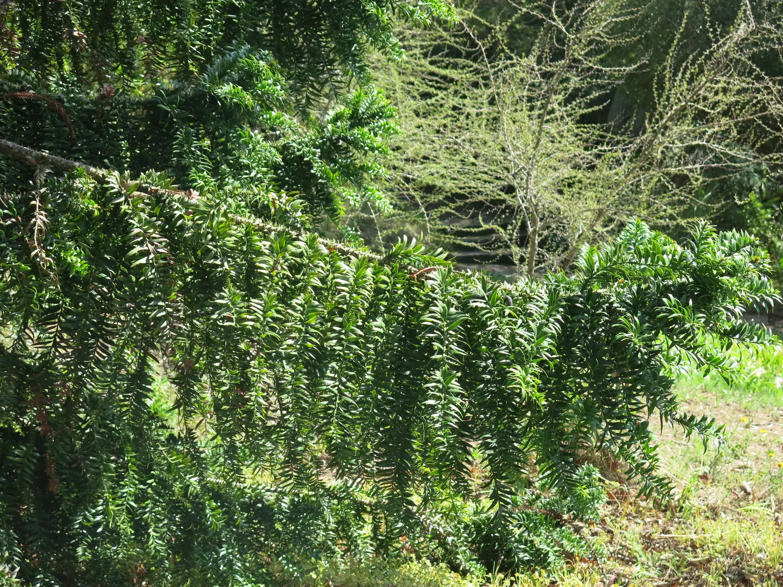 Bunya-Bunya (Araucaria Bidwillii) — withstanding temperatures down to about 20 degrees Fahrenheit; though young trees may require some frost protection