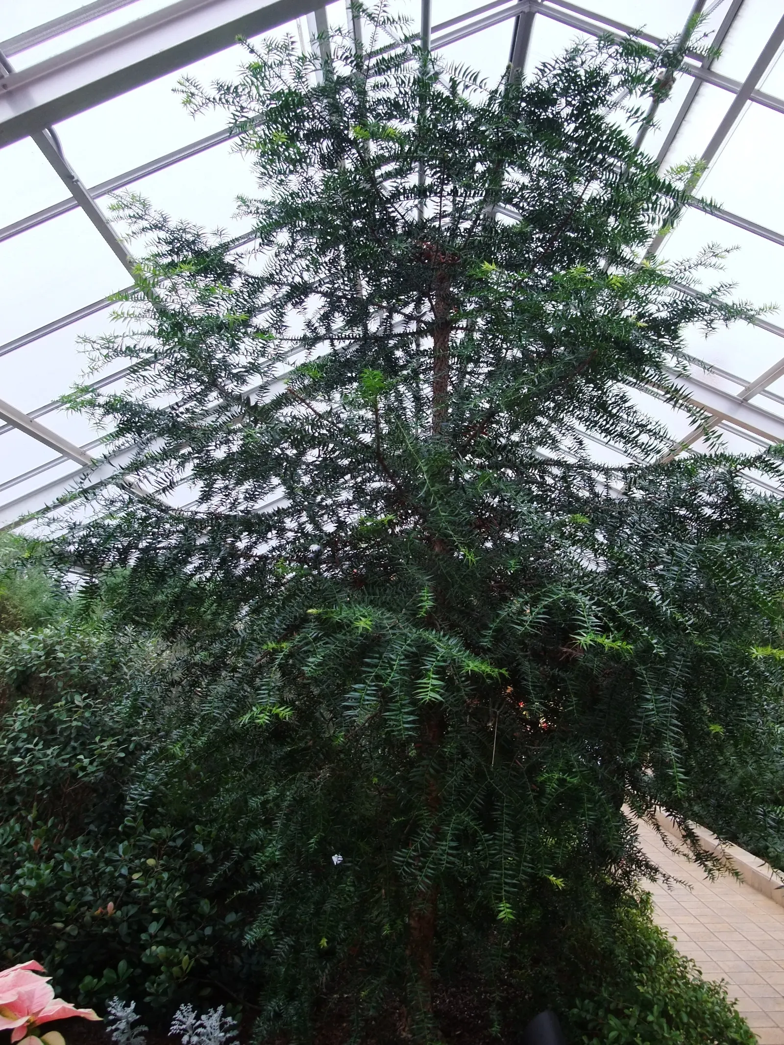 Bunya-Bunya (Araucaria Bidwillii) — Given its size, the Bunya-Bunya is best suited for large spaces, parks, and expansive gardens; is a prominent feature that