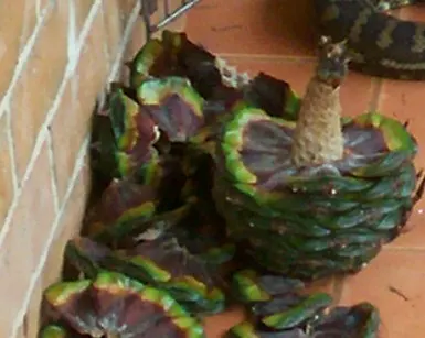 Bunya-Bunya (Araucaria Bidwillii) — is a distinctive evergreen conifer native to southeastern Queensland; these cones contain edible seeds that are, image 50