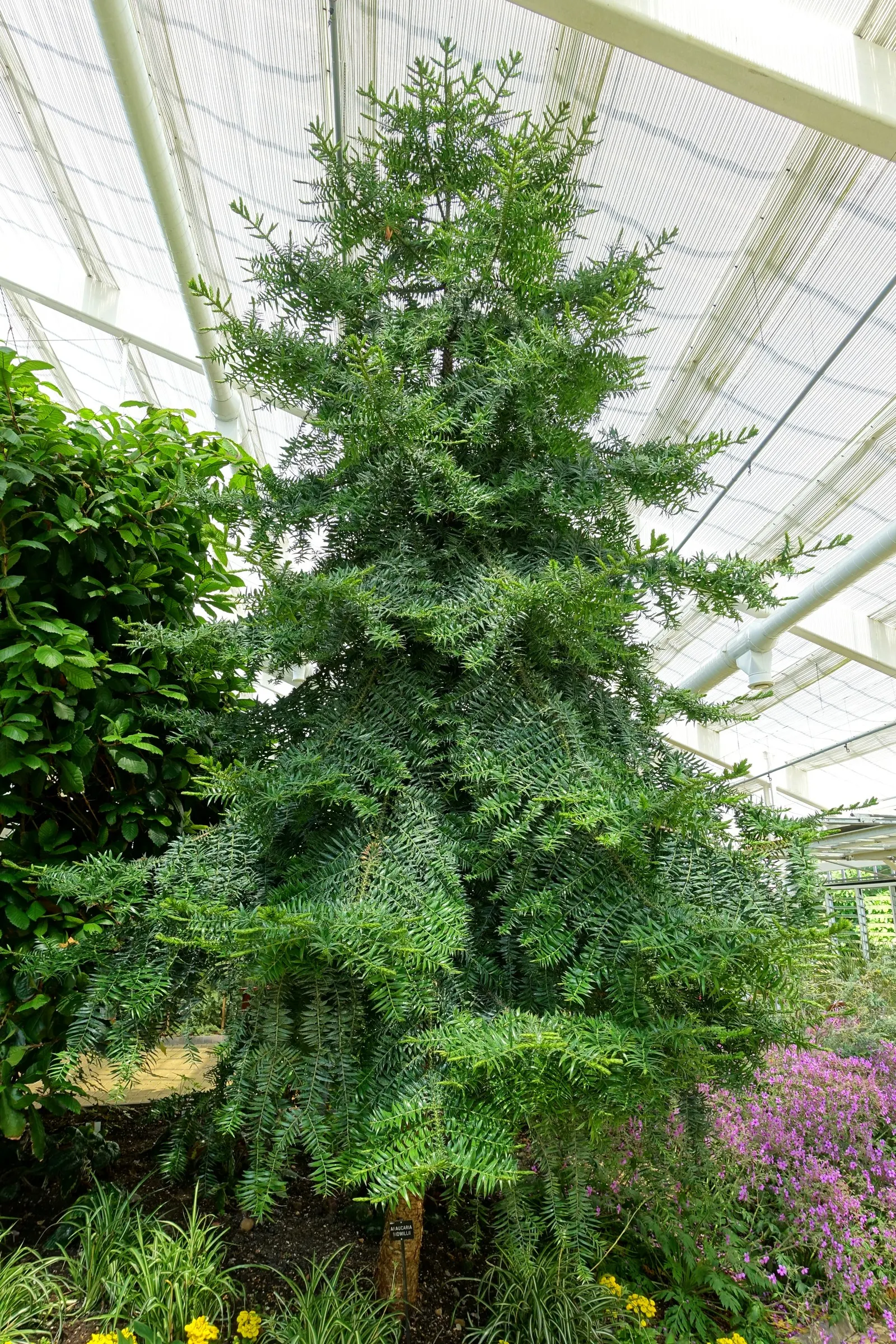 Bunya-Bunya (Araucaria Bidwillii) — Notable are its large, 10-15-pound cones; it is also relatively cold-hardy for a subtropical plant, image 47