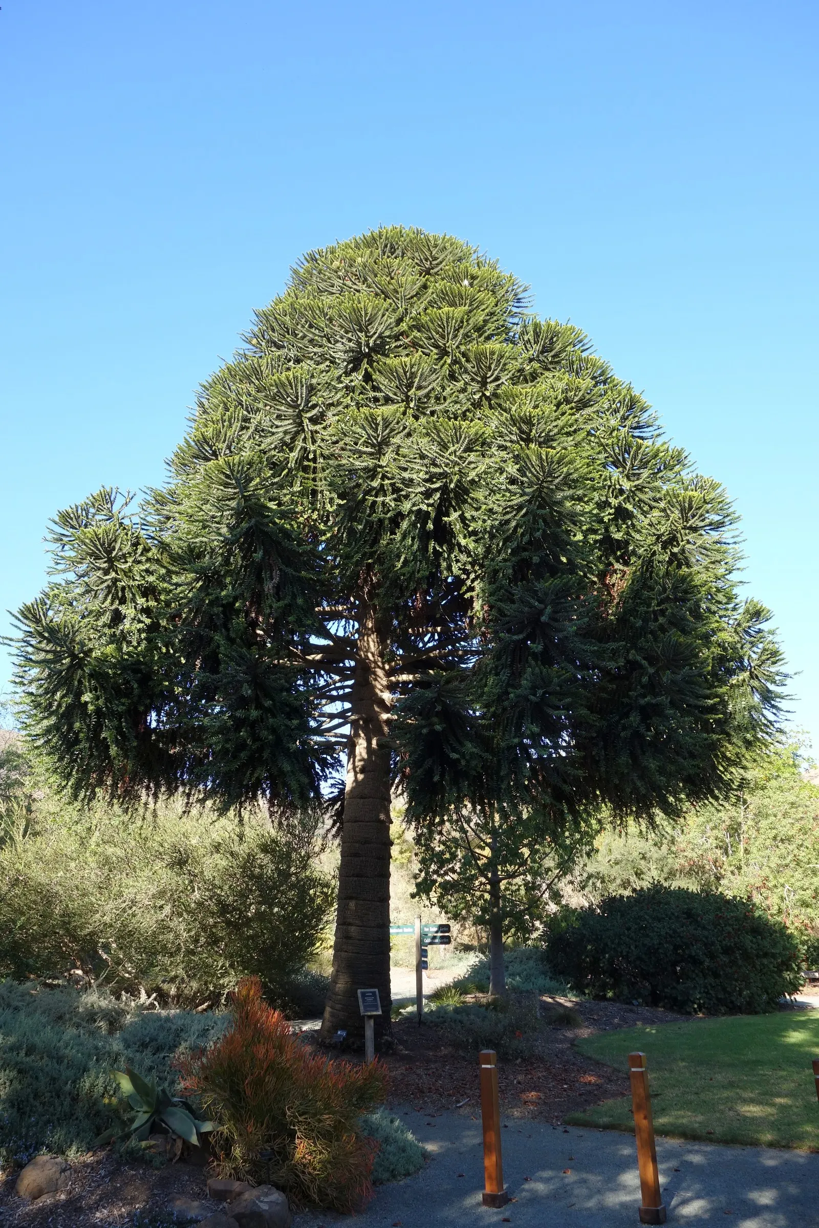 Bunya-Bunya (Araucaria Bidwillii) — Space widely to accommodate its impressive scale in large landscapes; notable are its large, 10-15-pound cones, image 48